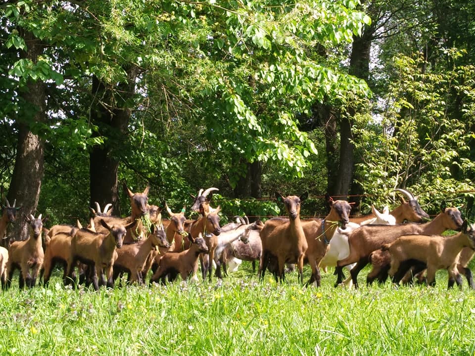 Olga Brázdová Beránková foto 2