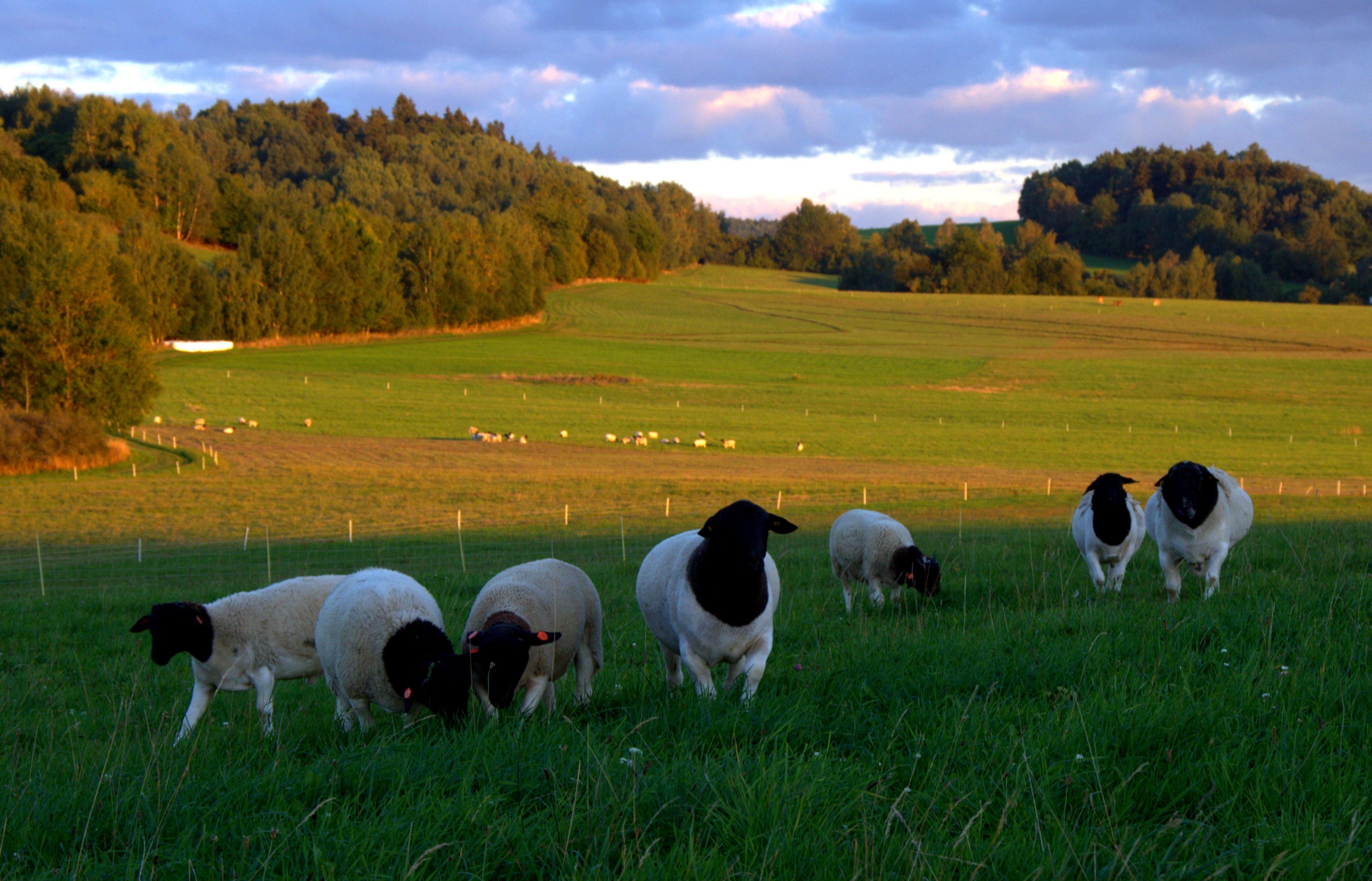 Ovčí farma Dluhoště foto 5