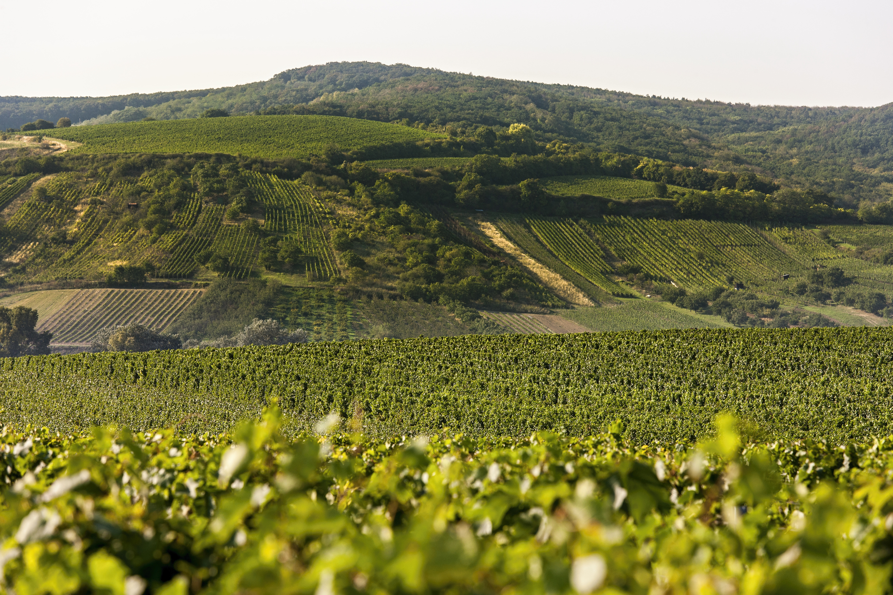 Víno z Kobylí foto 3