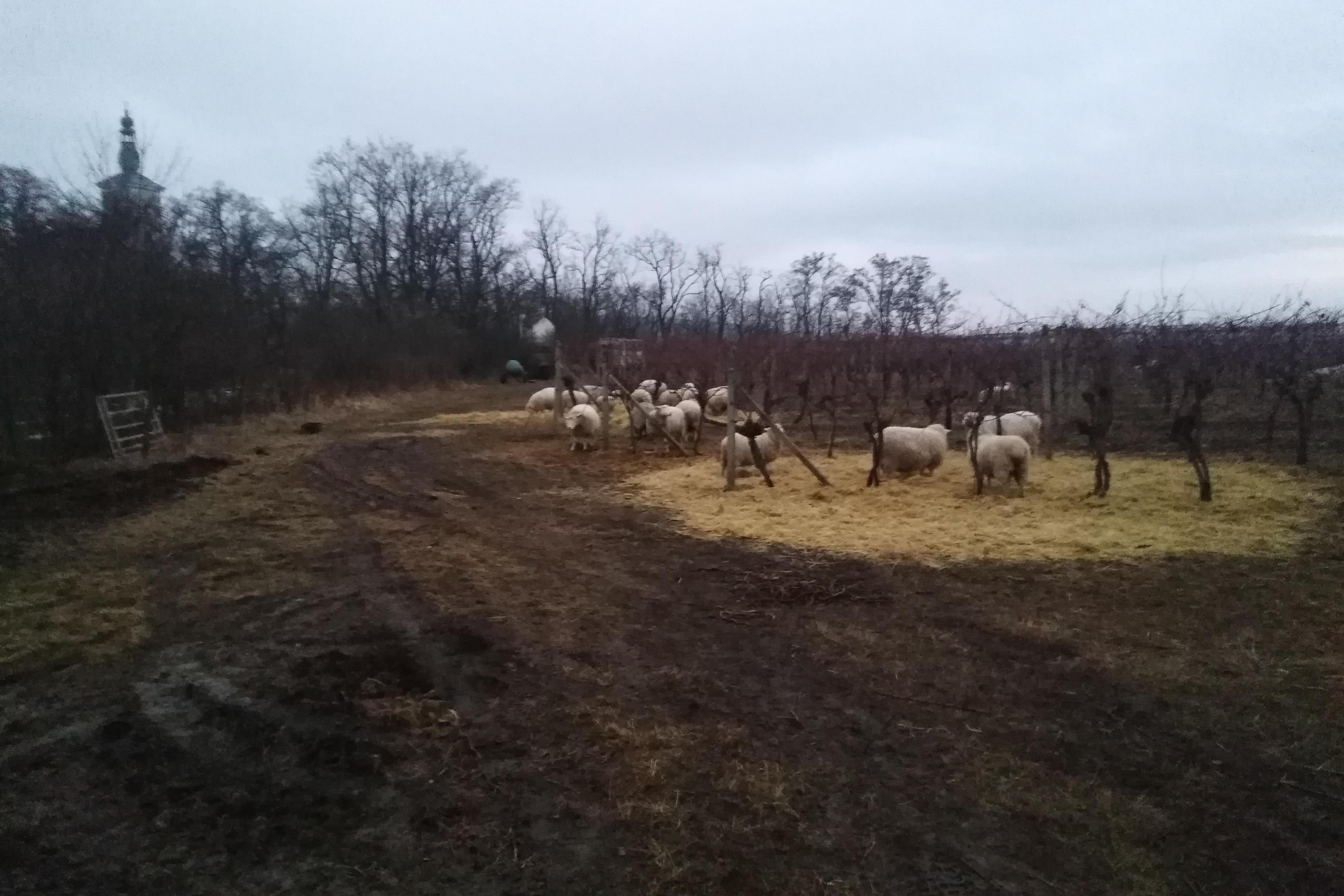 Vinařství Roman Komarov