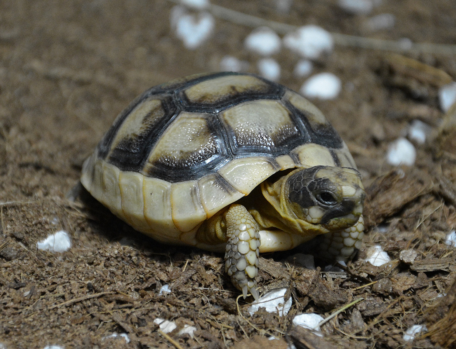 Tortoises foto 4