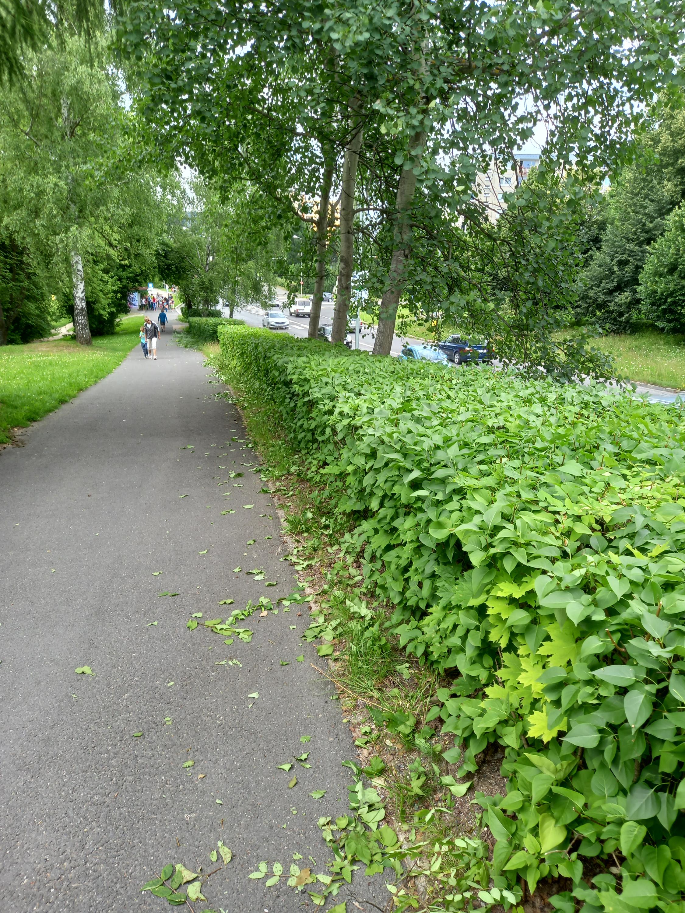 ÚDRŽBA ZELENĚ AGUILERA foto 2