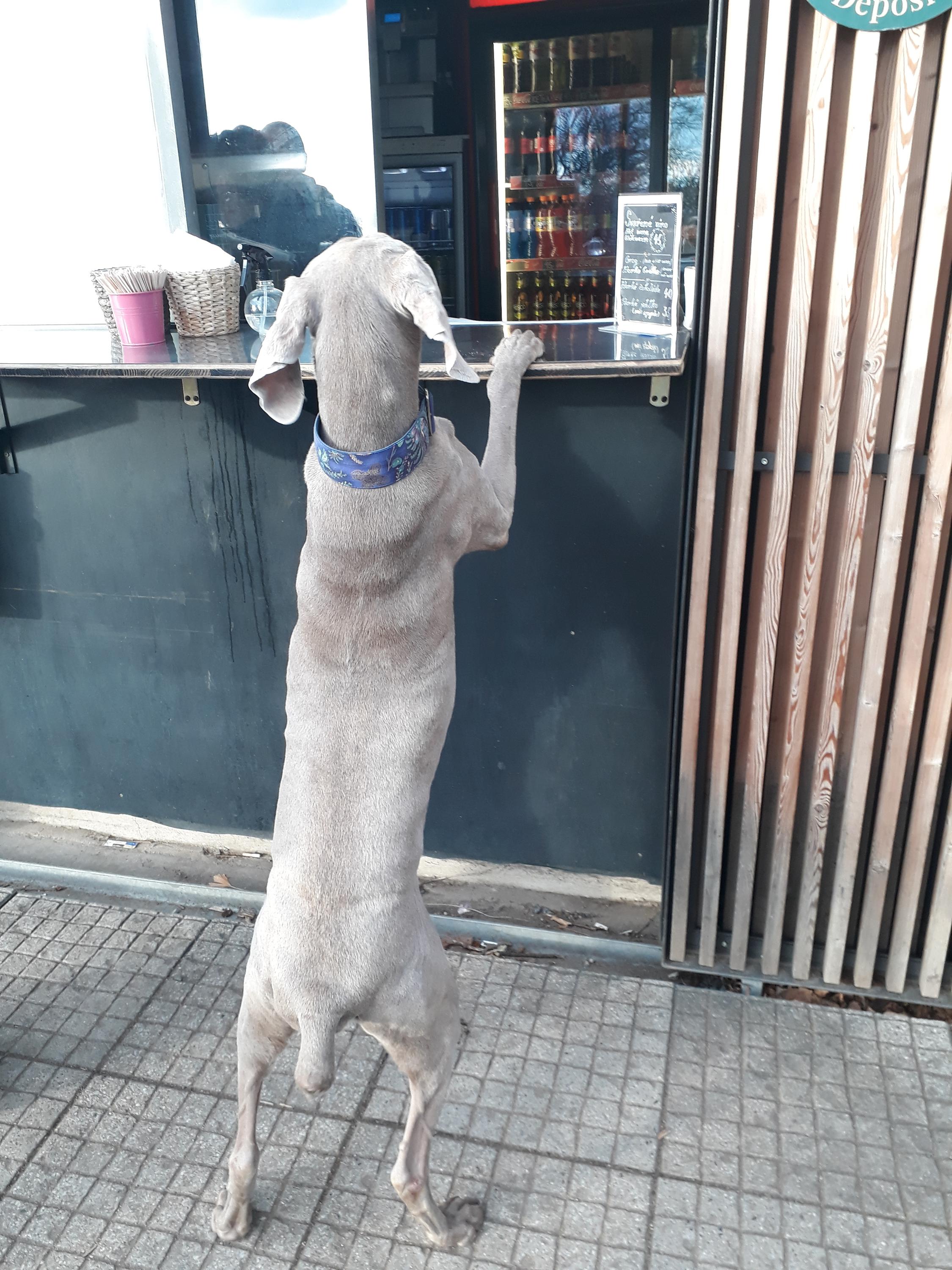 Občerstvení Letenský zámeček foto 3