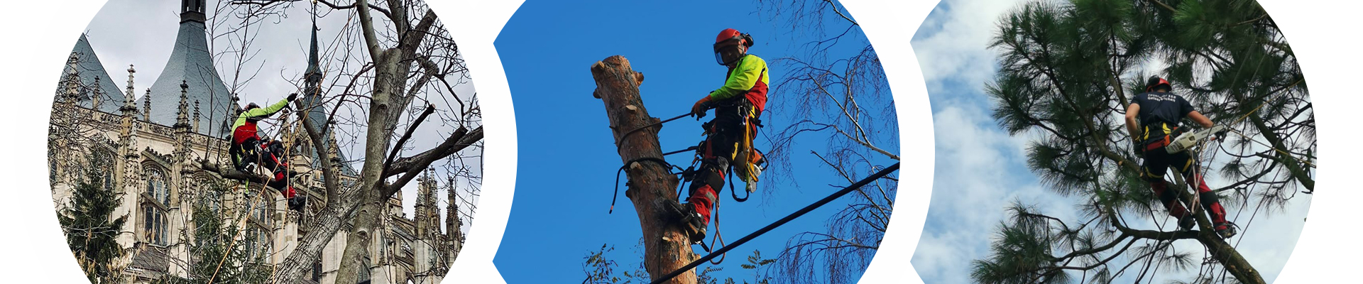 Úvodní obrázek ArboSOS - Rizikové kácení stromu a výškové práce