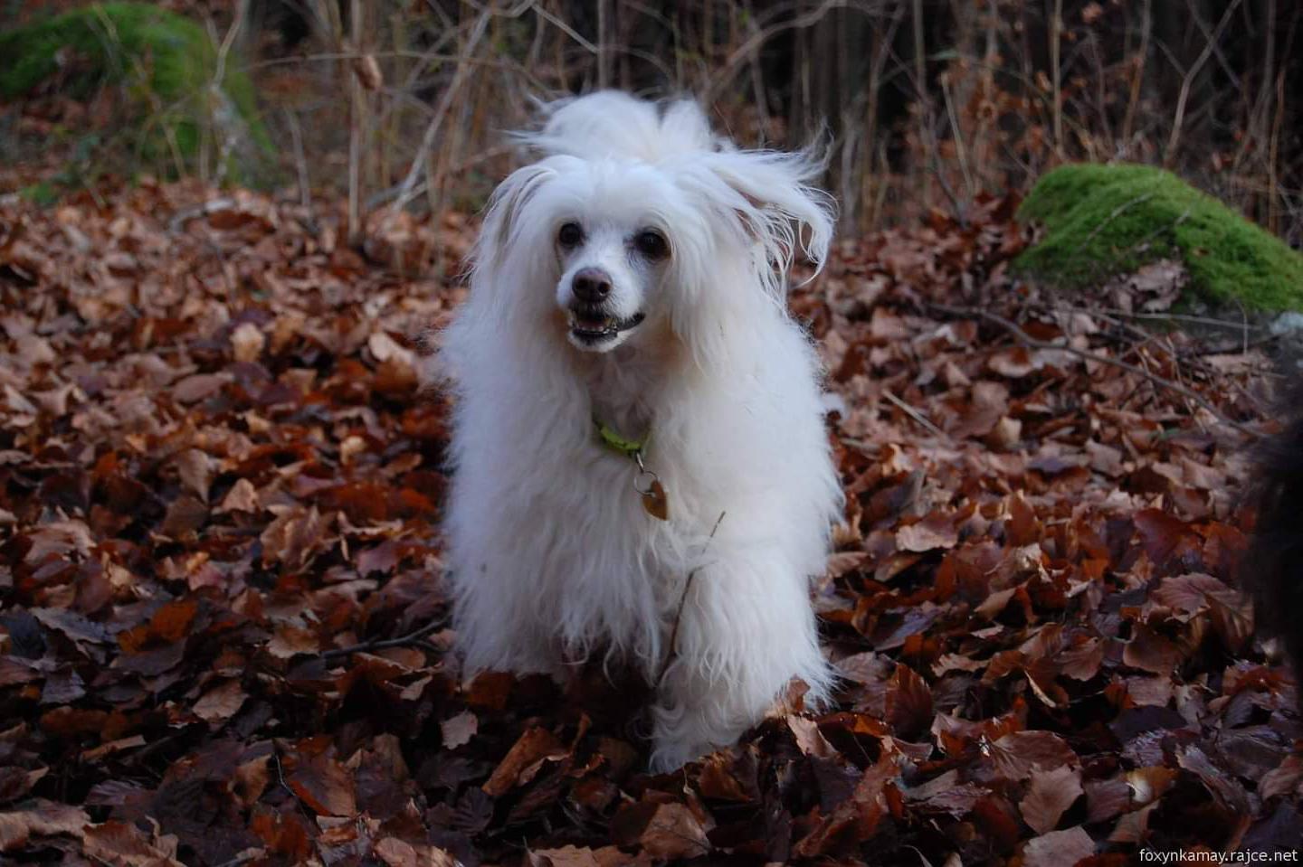 Salon pro malé chlupáčky