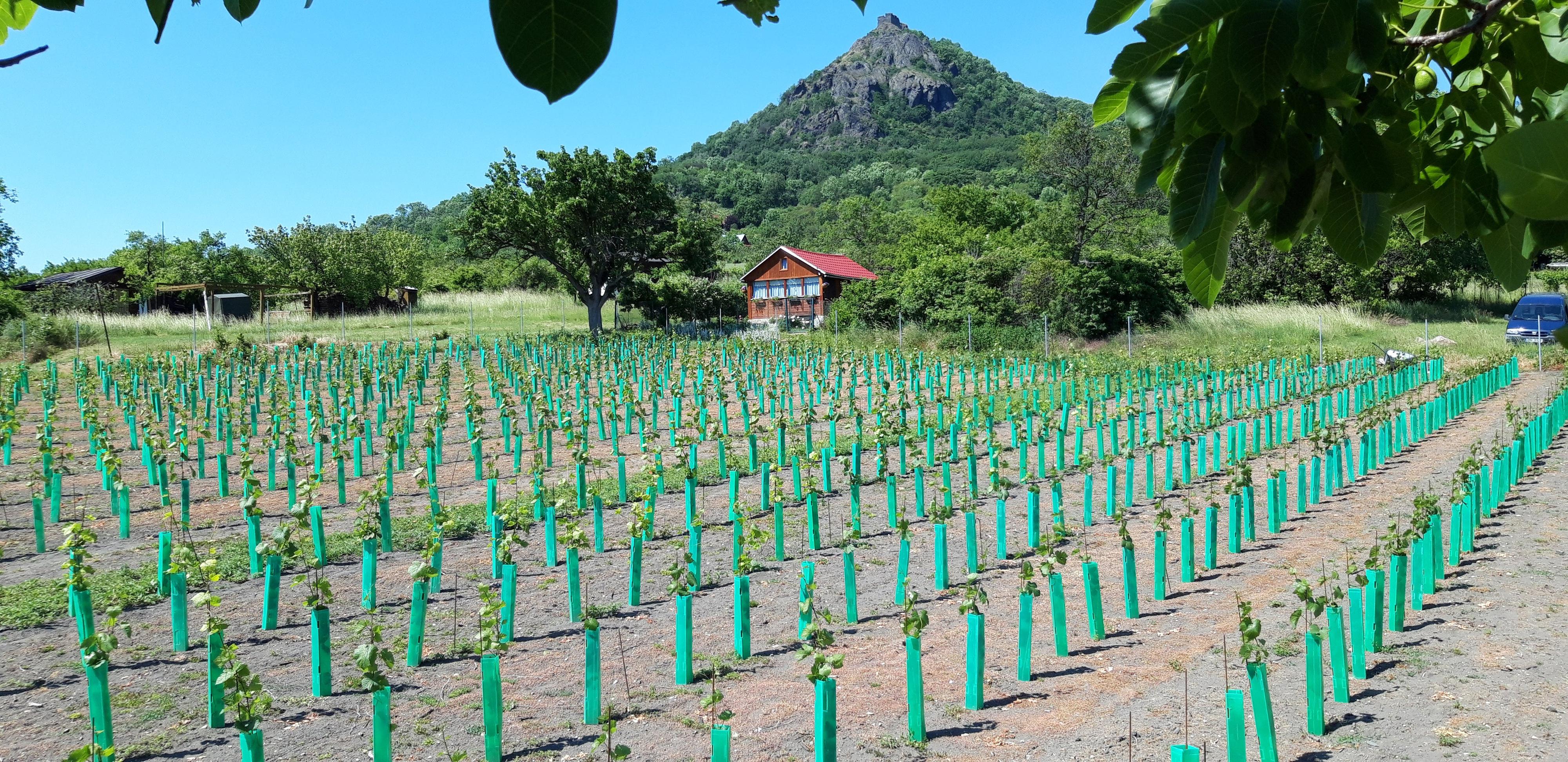 Vinařství Kubíček
