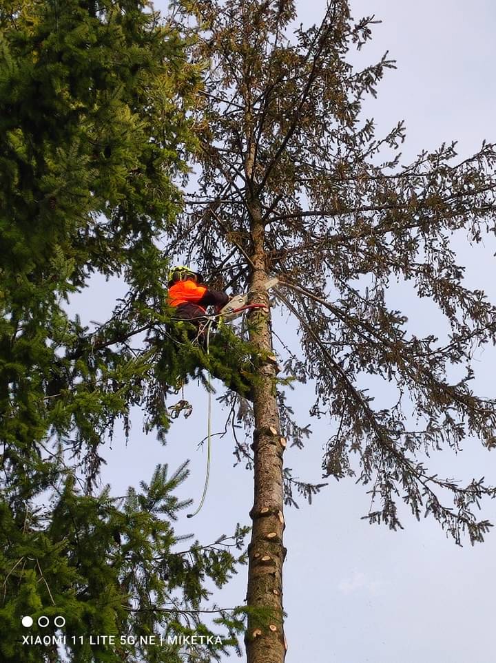 Jiří Miketa - Rizikové kácení a řezy stromů foto 4