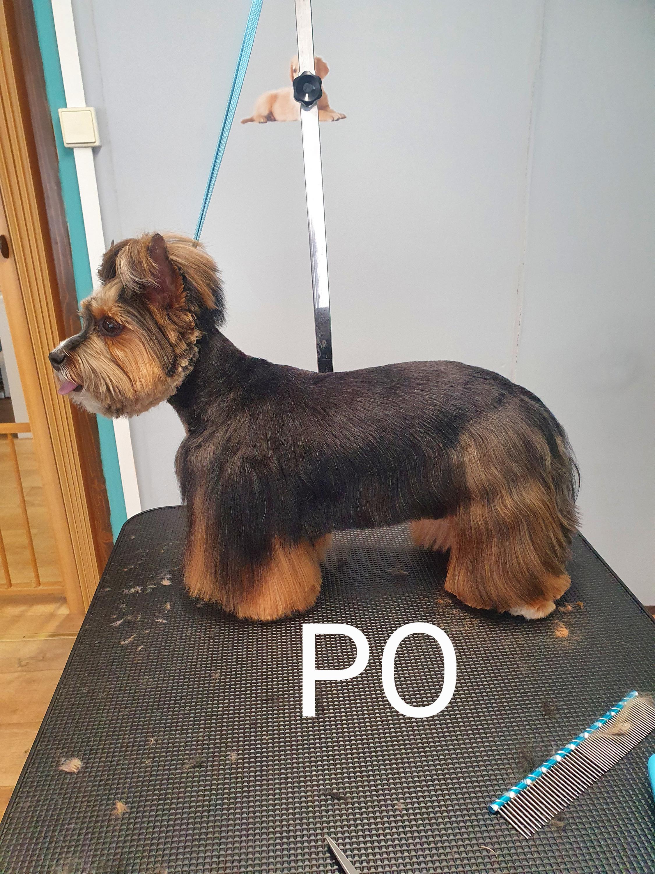 Psí salon Henrieta foto 2