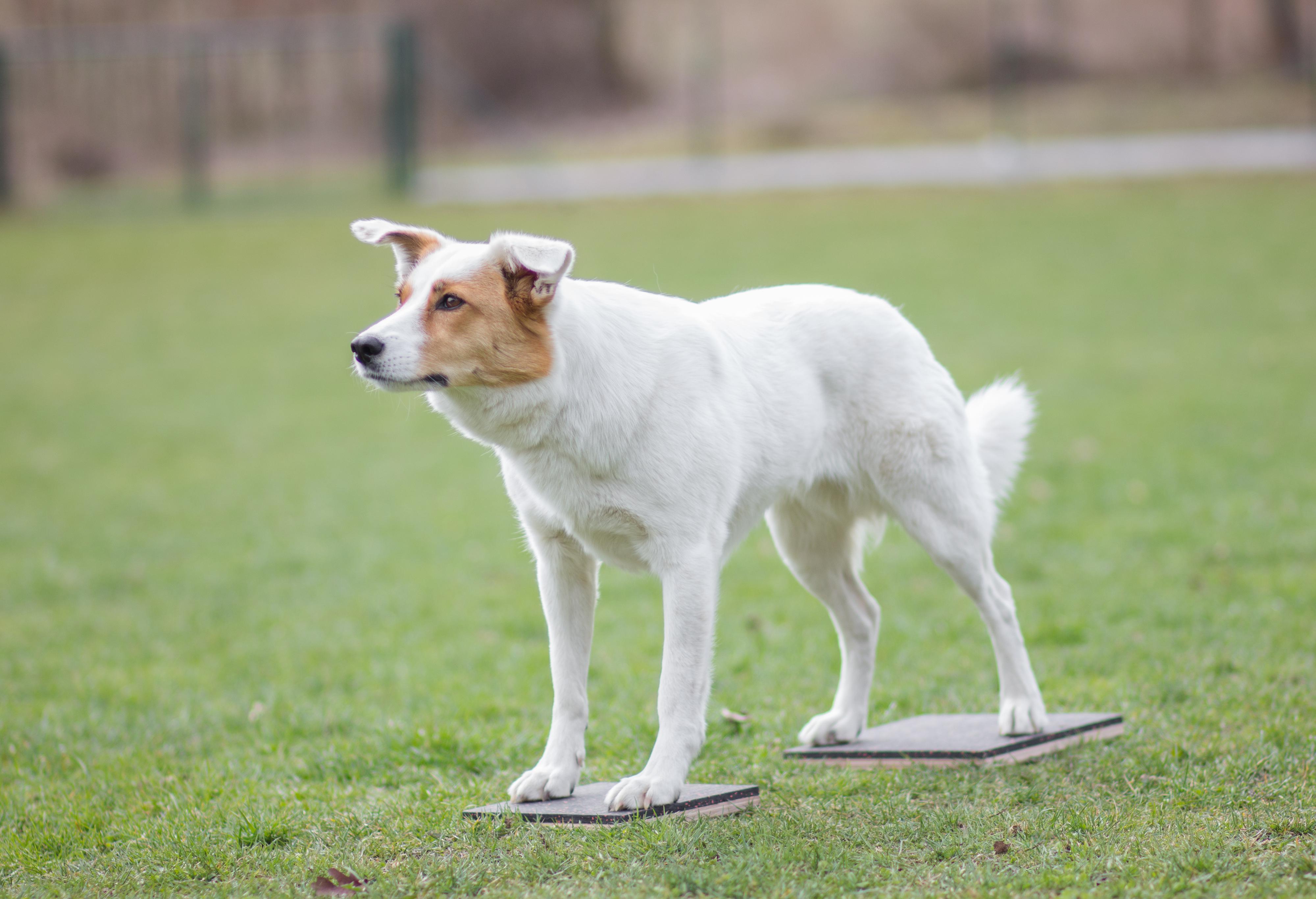 Dogsteps.cz foto 4