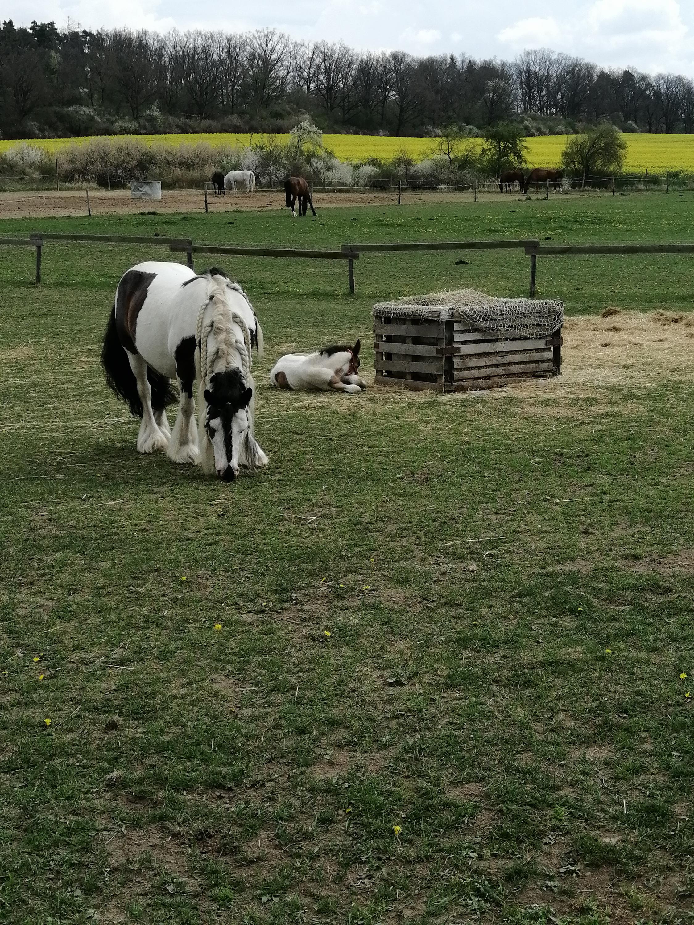 Jezdecký klub Nová Ves foto 2
