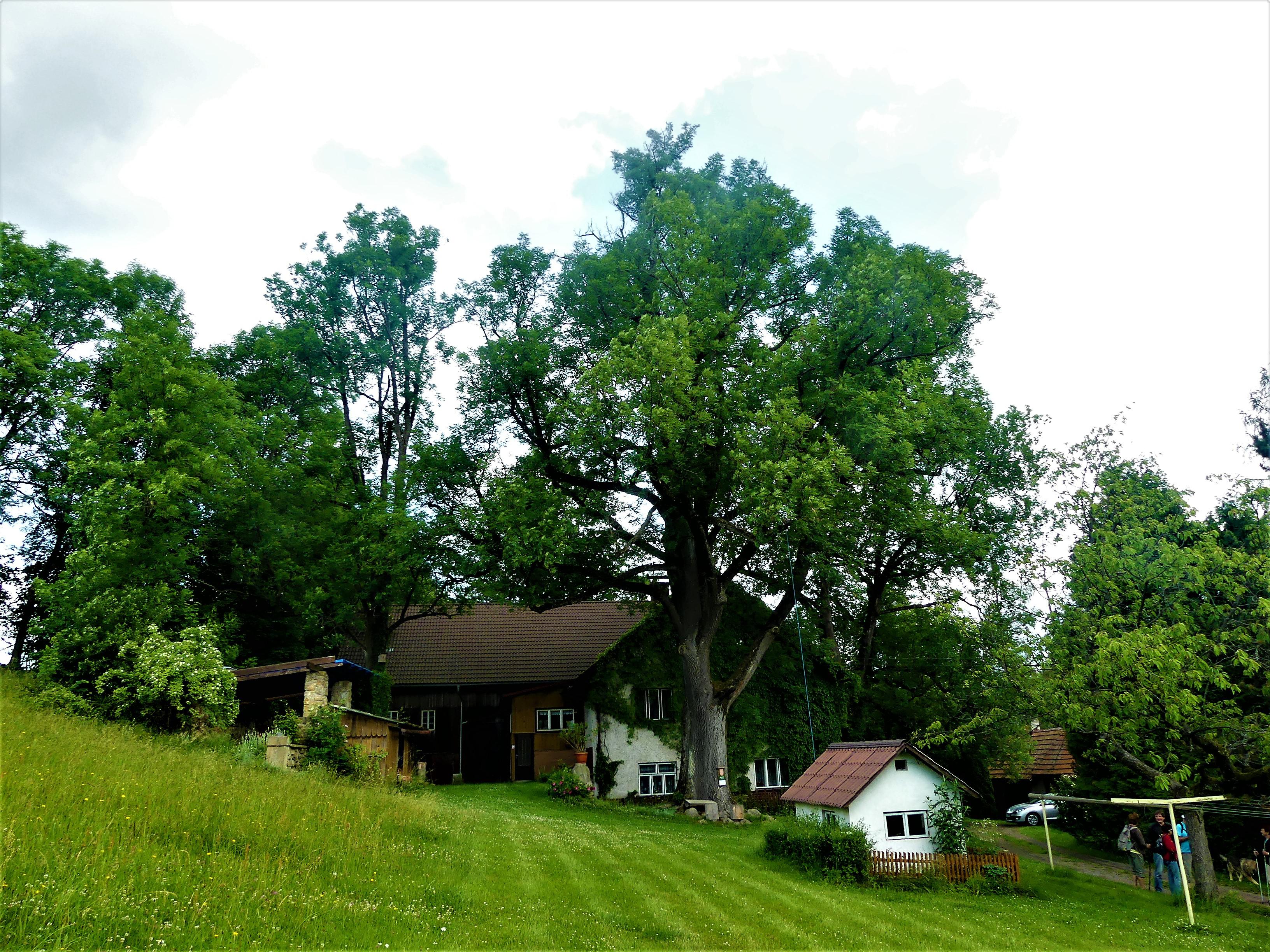 U tří jasanů foto 2