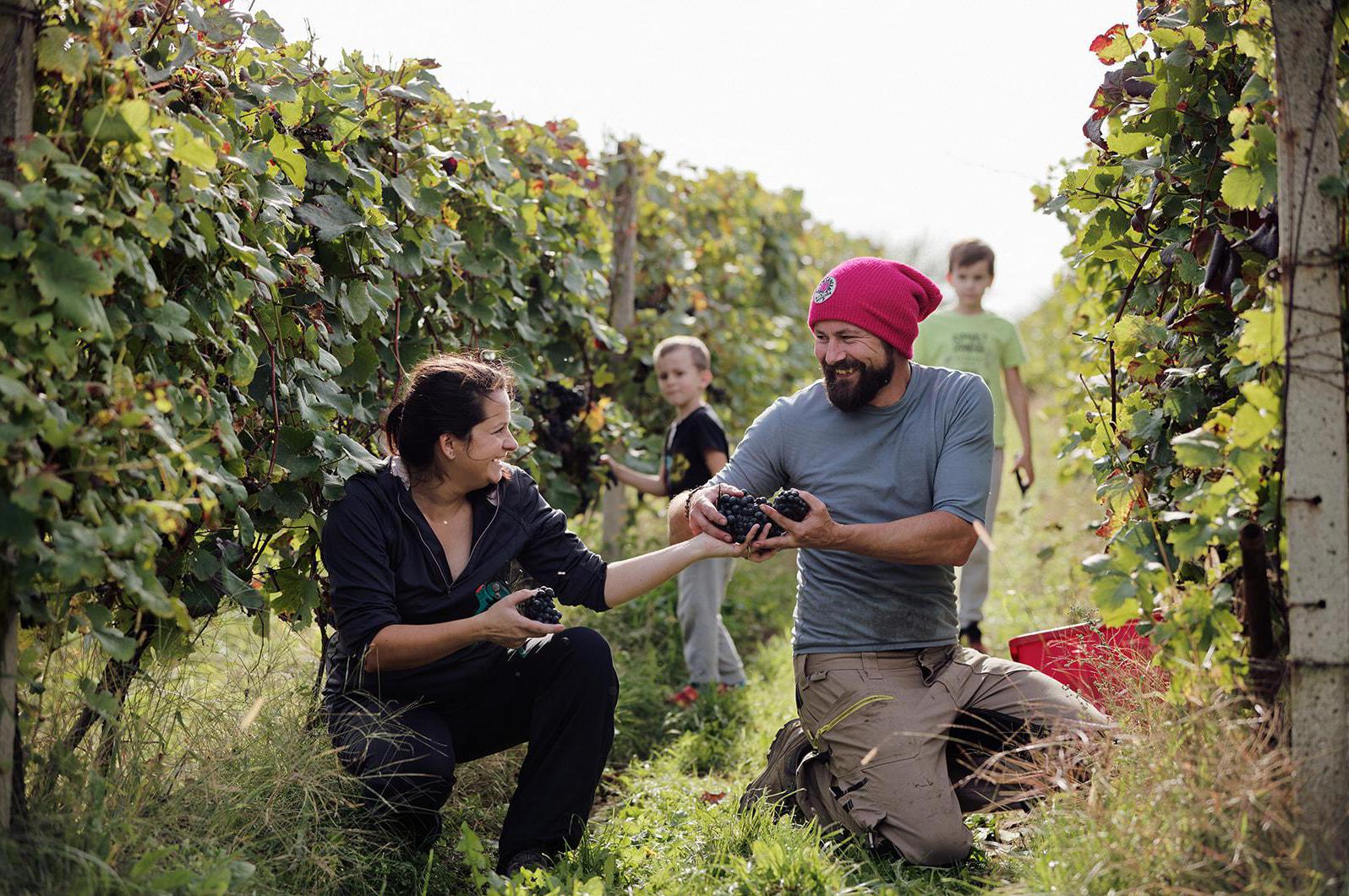 Jindrovo vinařství