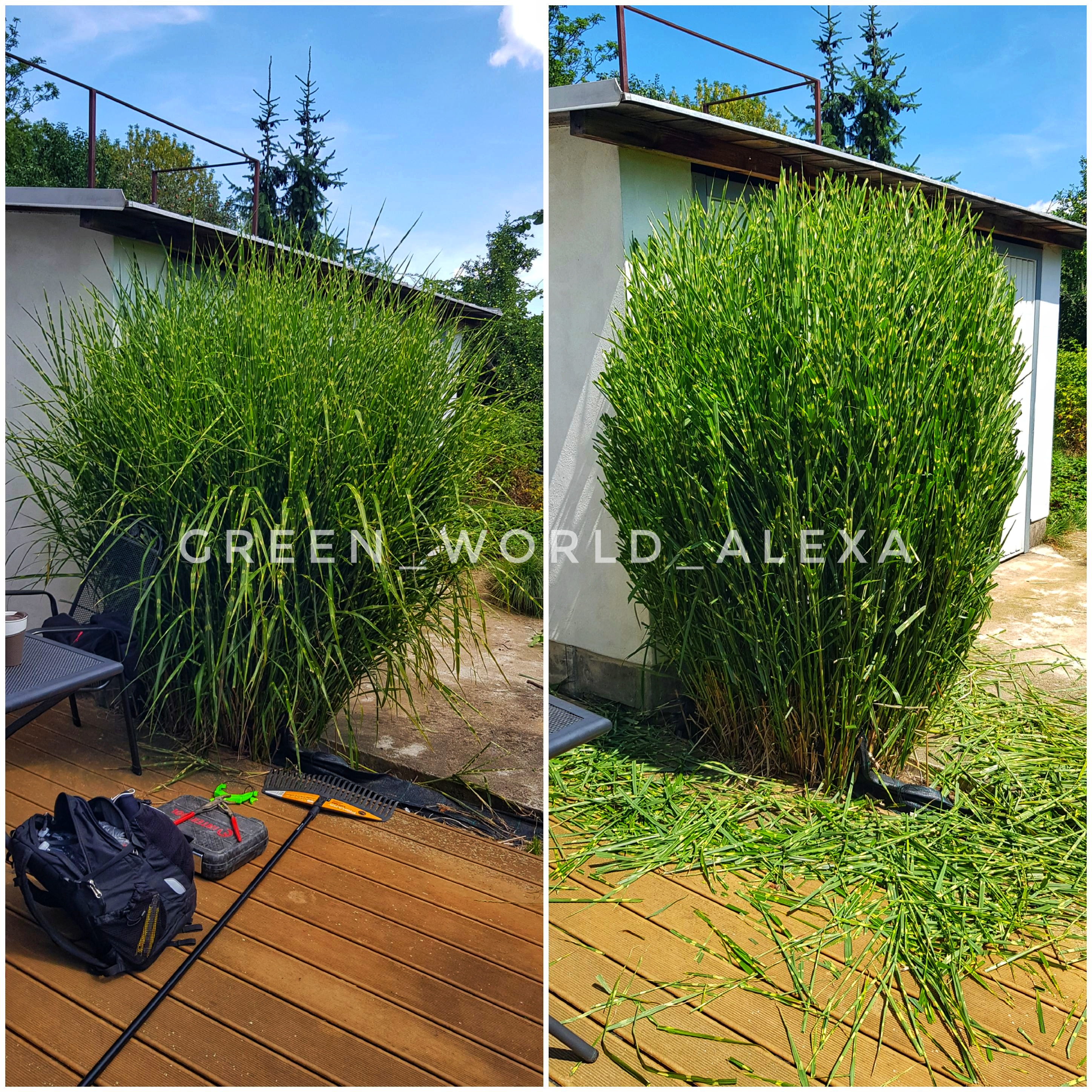 Green World Alexa foto 3