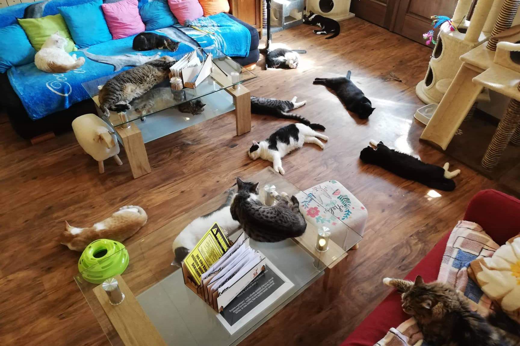 Kitt&Café Toulavý ráj