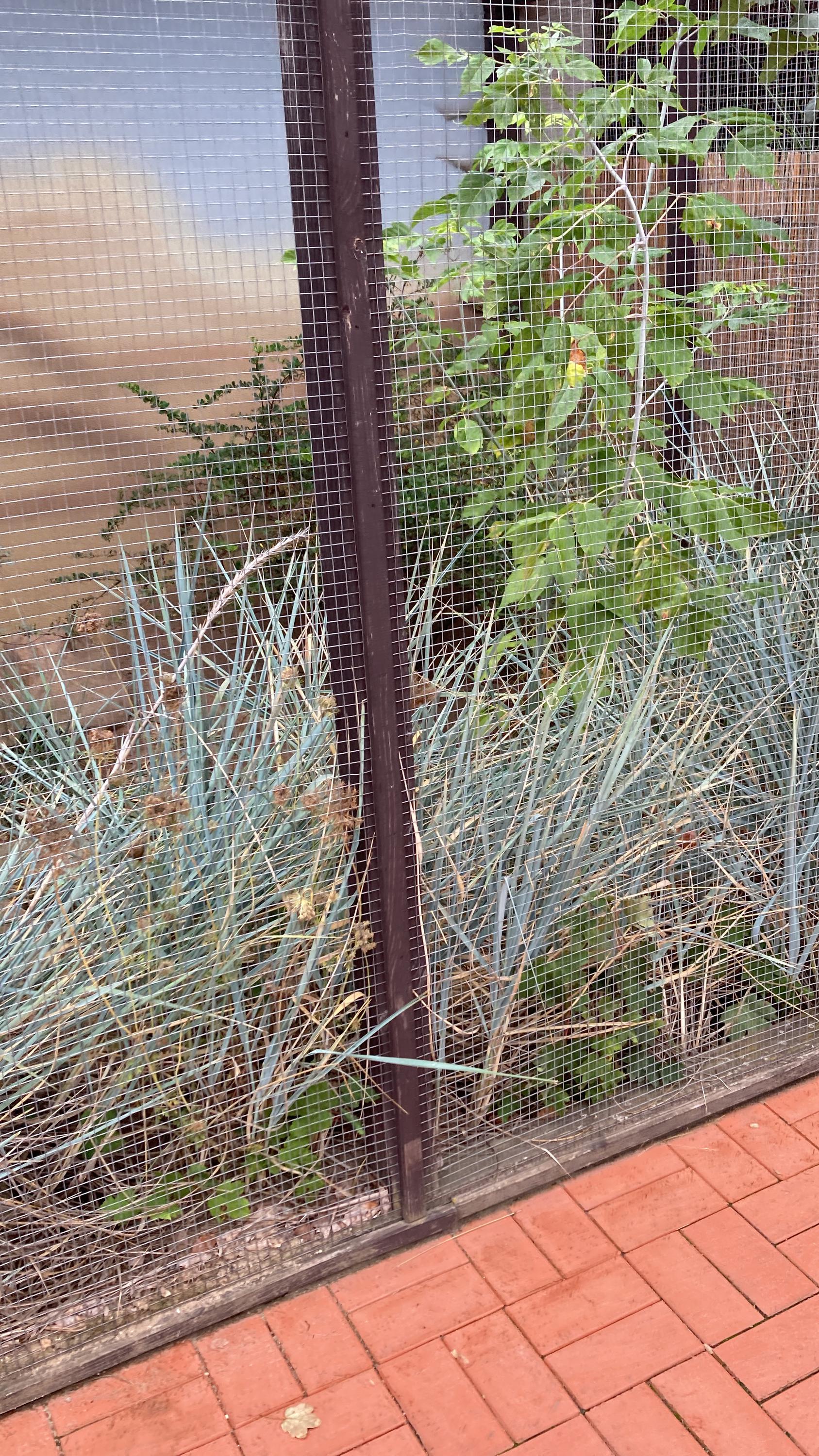 Restaurace U Lemura foto 3