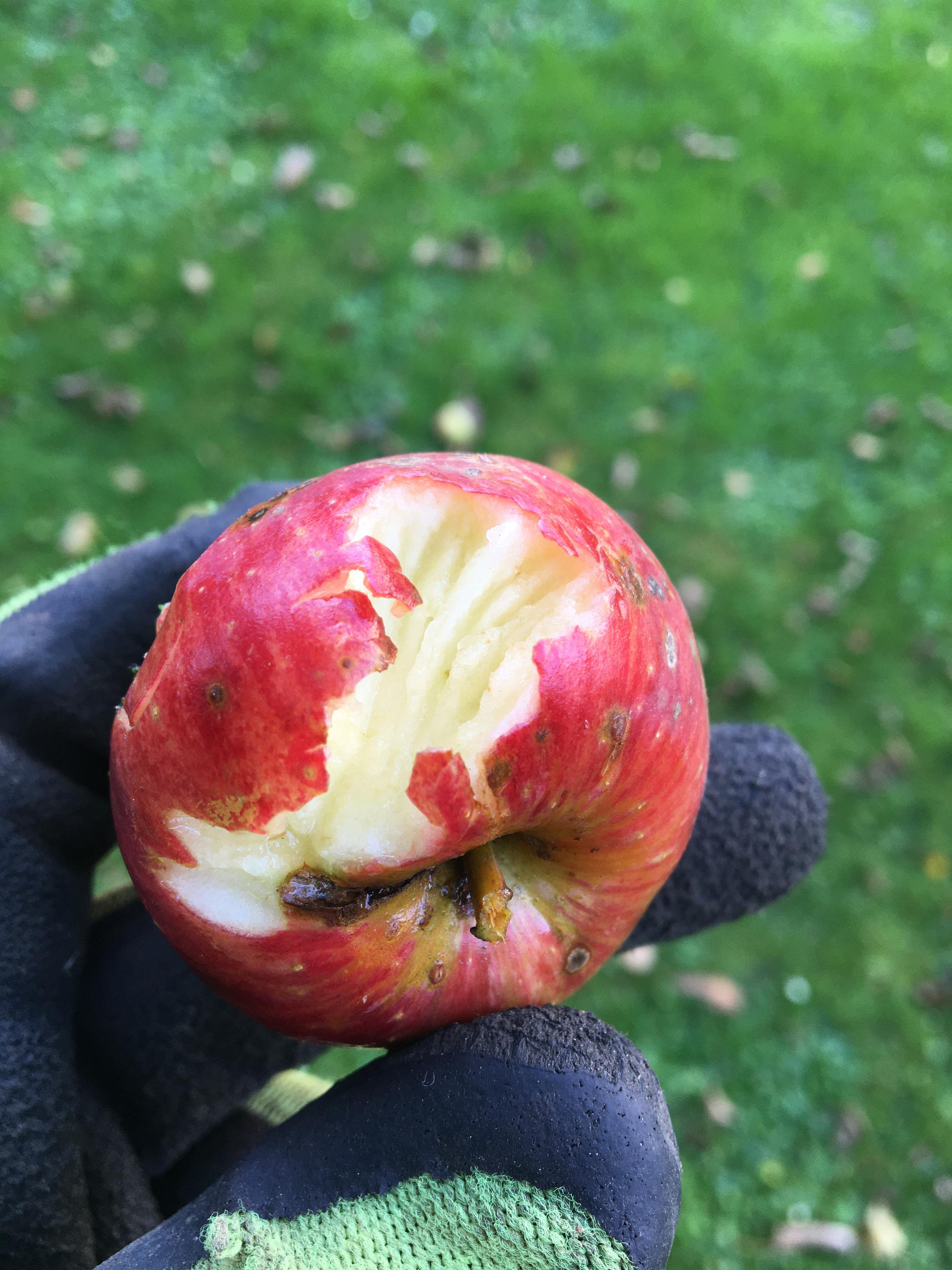 Deratizace a dezinsekce Pavel Šibor foto 3