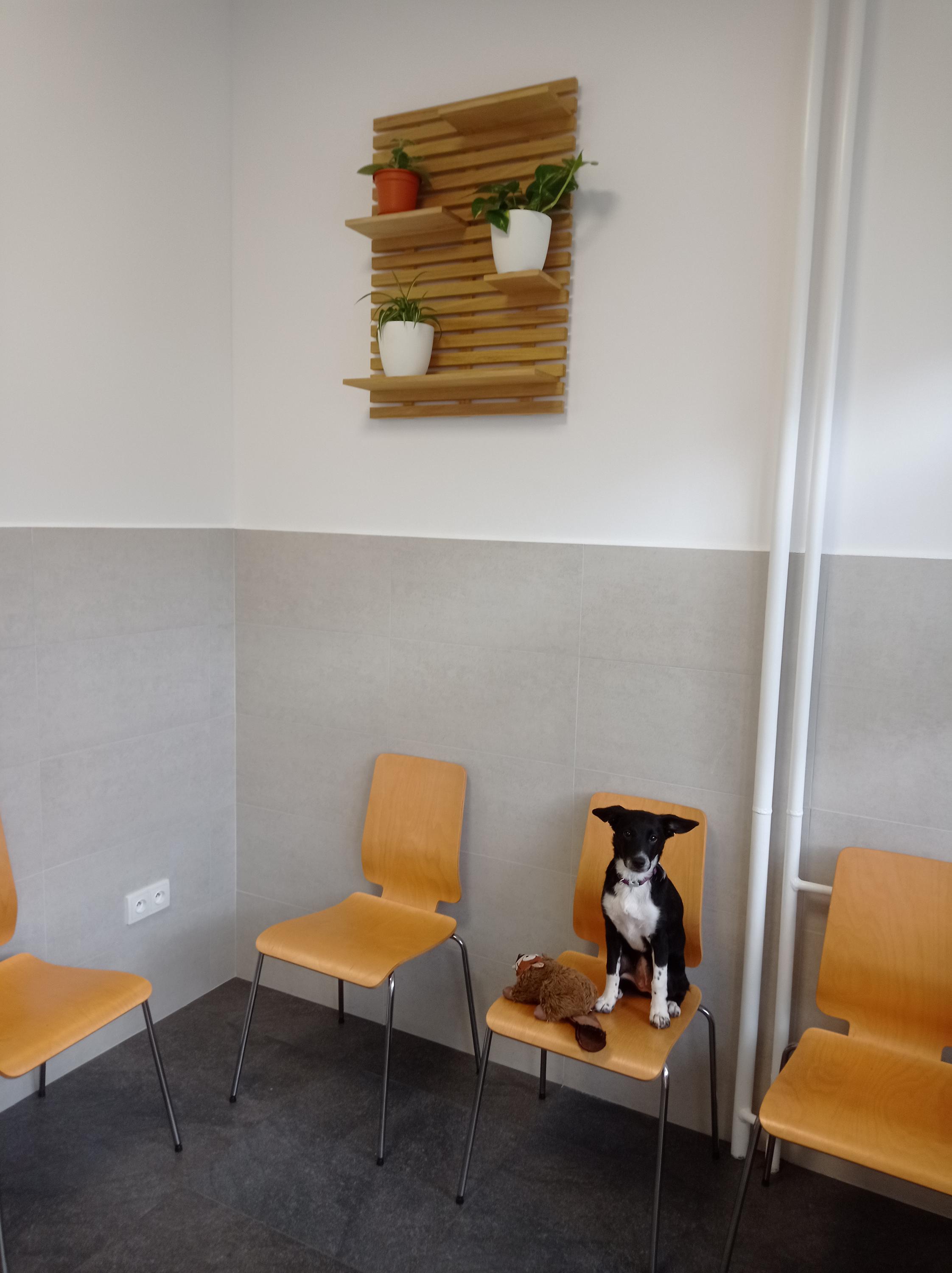 Veterinární ordinace Vinivet foto 2