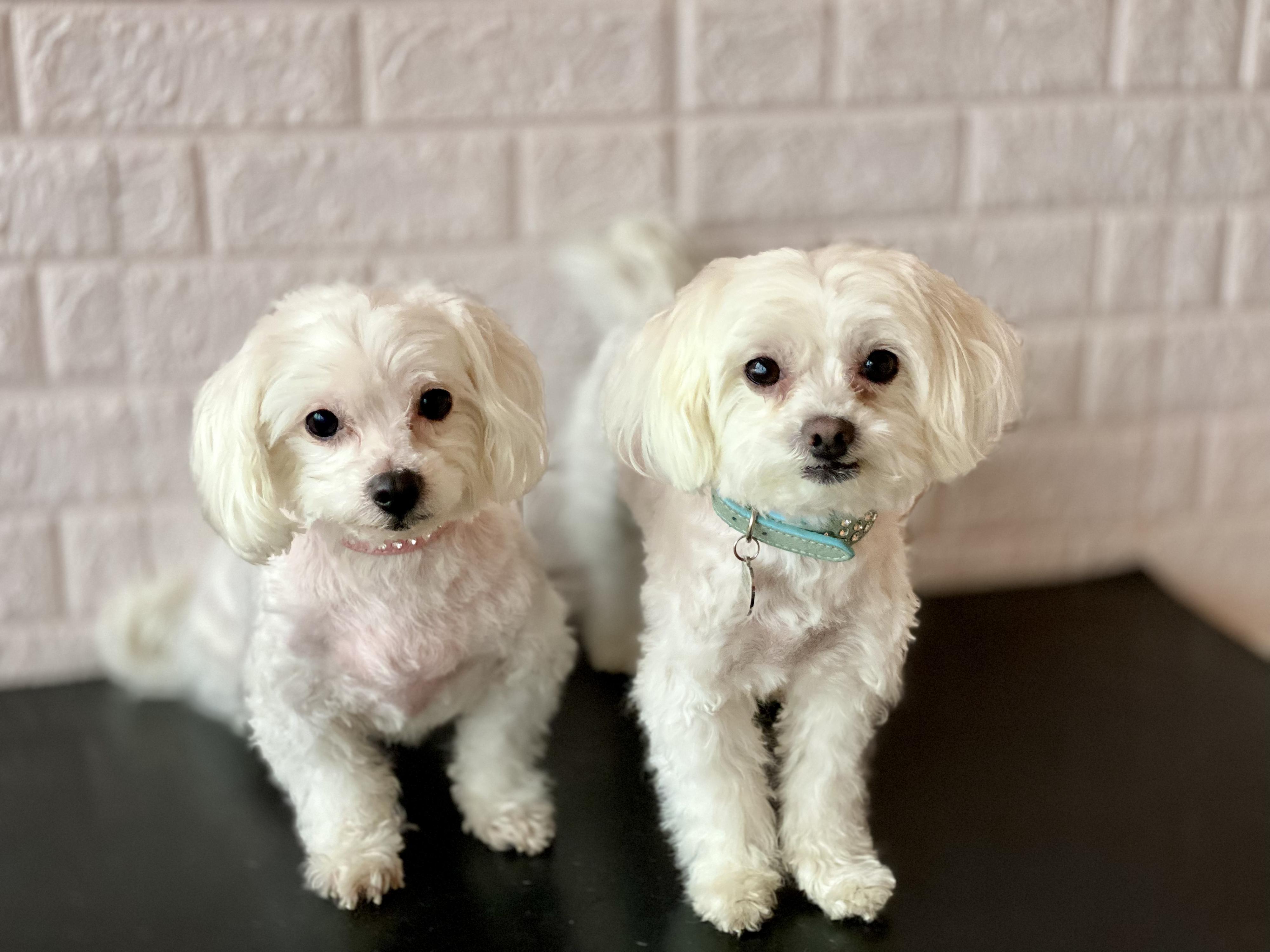 Psí Salon Morgen foto 2