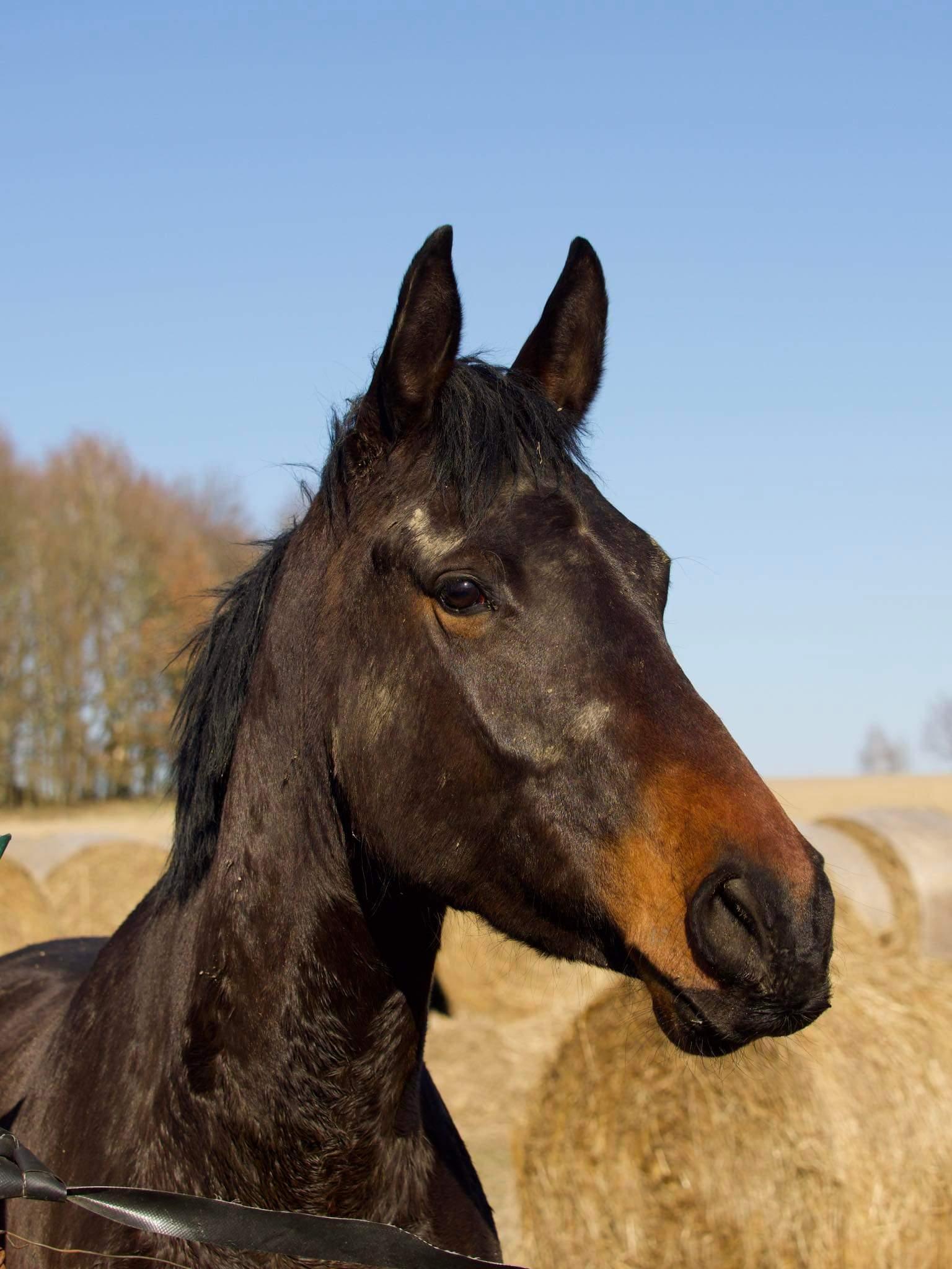Azyl Rita - spolek pro týraná a opuštěná zvířata foto 2