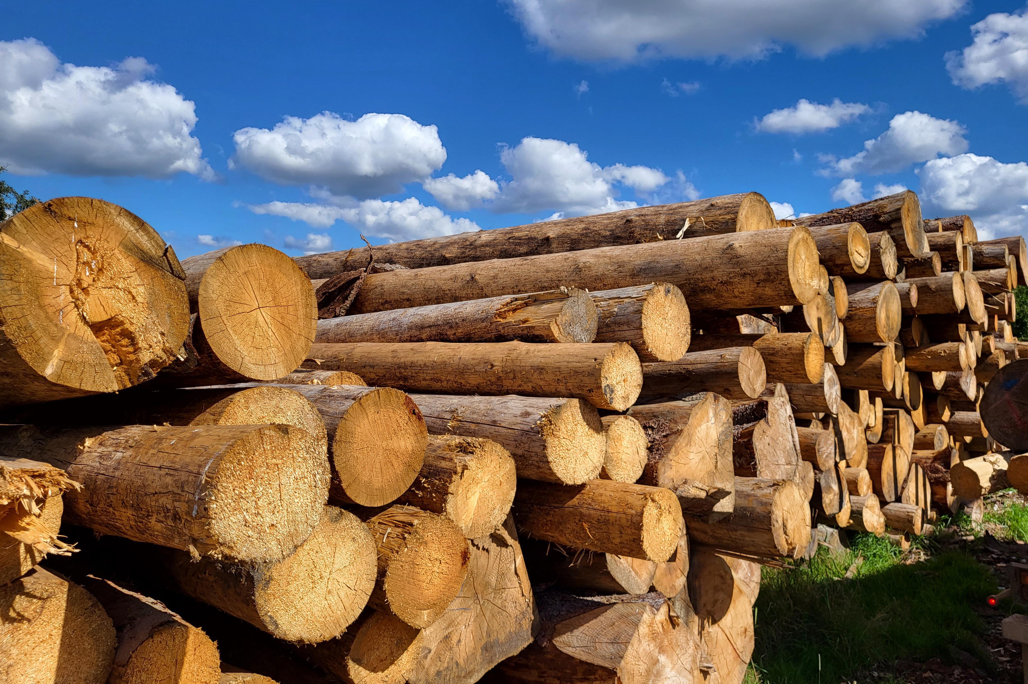 Výkup kůrovcového dřeva