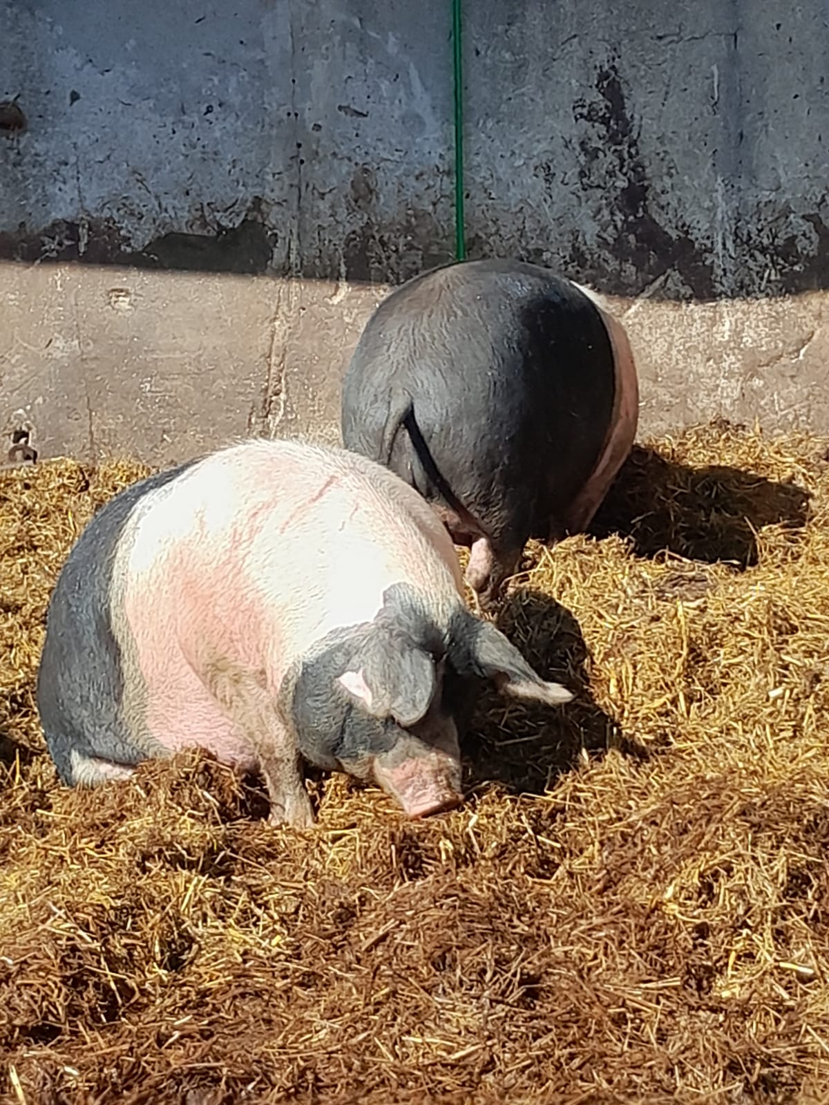 Kozí farma Pěnčín foto 2