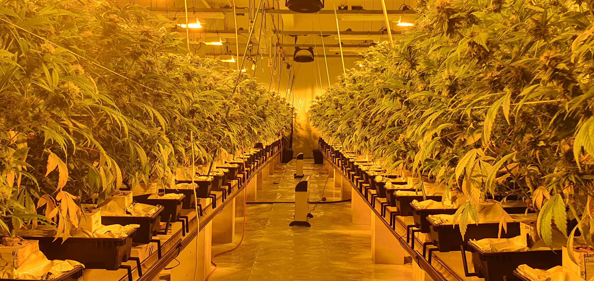Tep - Hemp foto 1