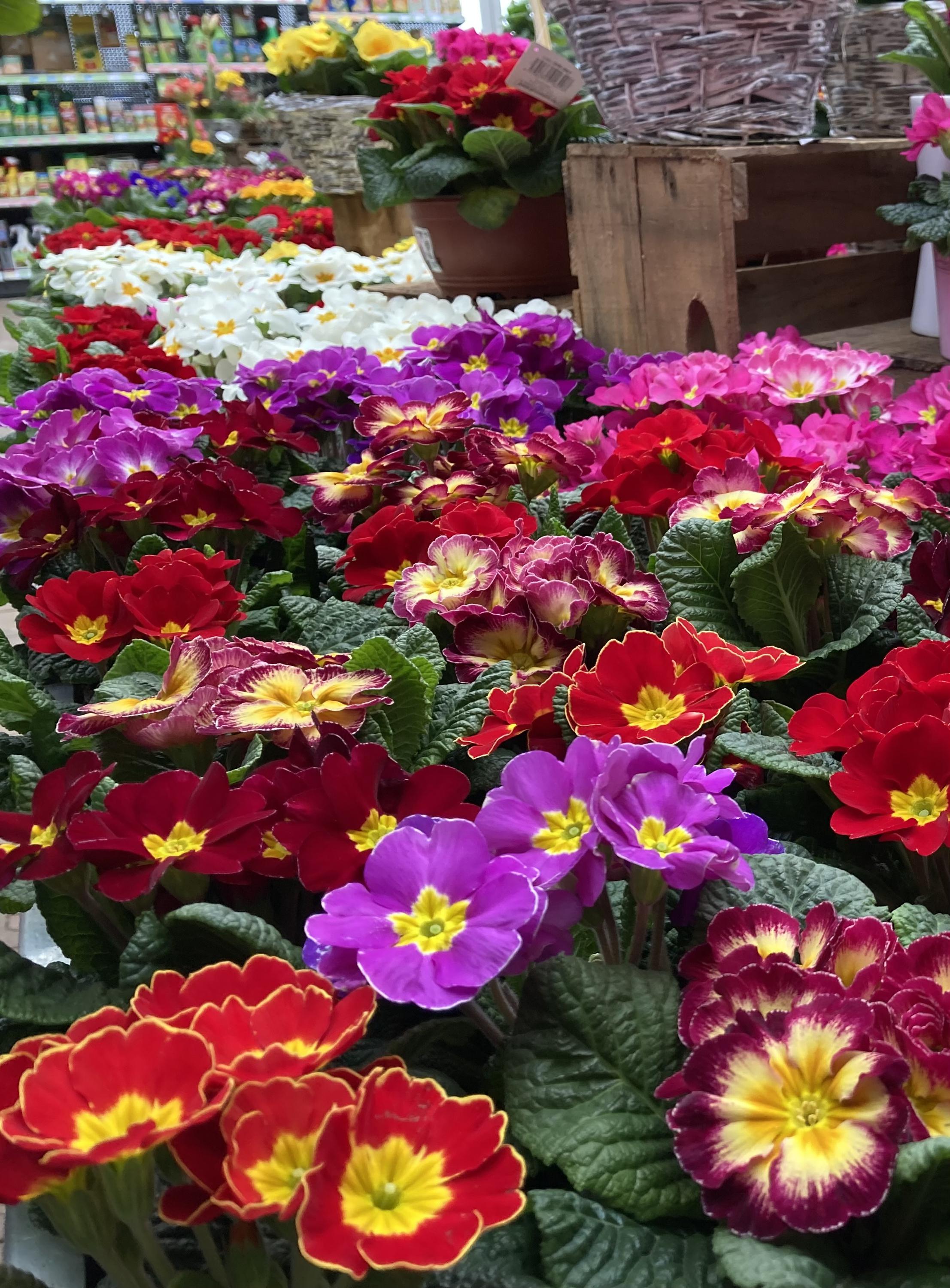 Zahradnické centrum Ferenčík foto 6