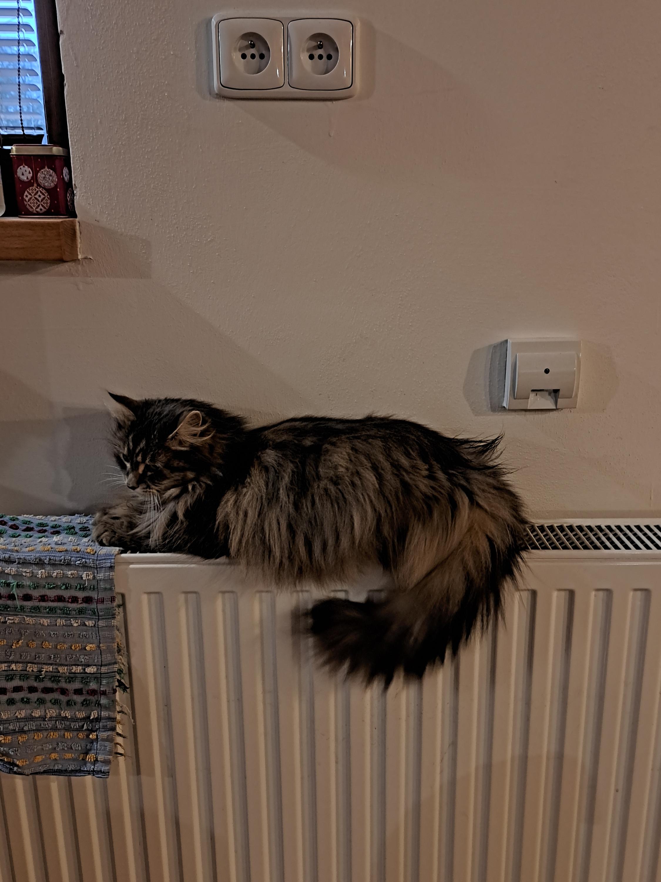 Kočičí Ráj - adopční kavárna foto 6