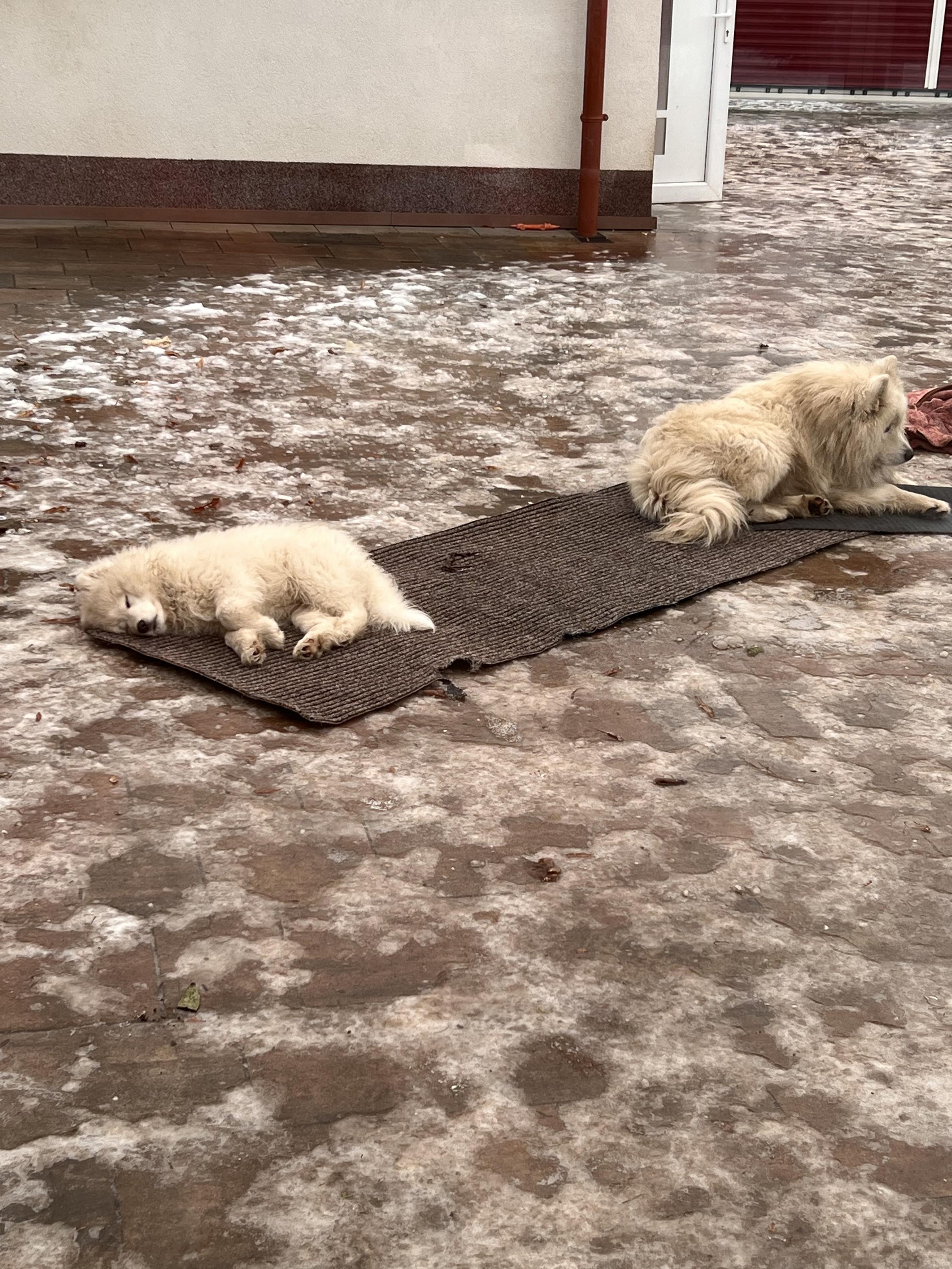 Veterinární klinika LIVE - MVDr. Jiří Vomáčka foto 5