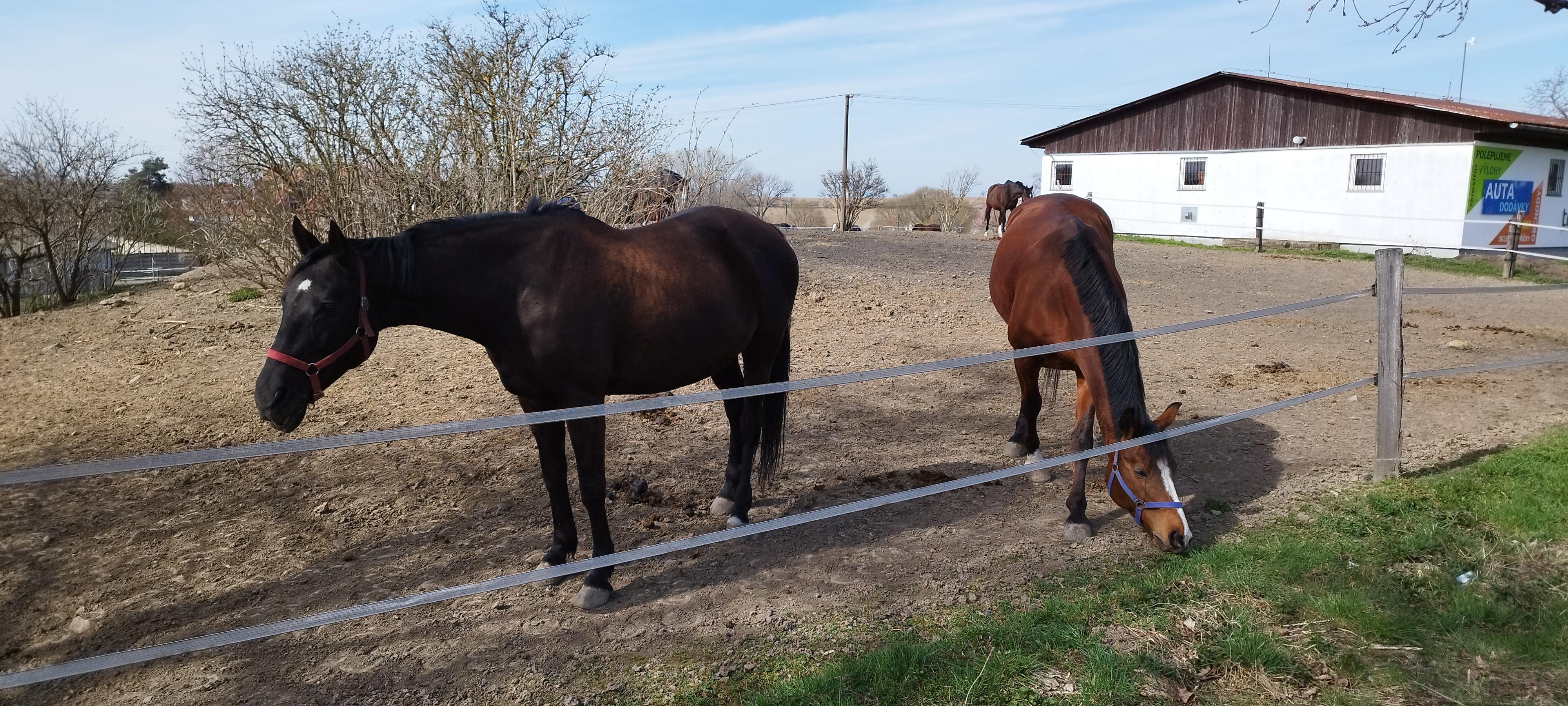 Jezdecký klub Výzkumného ústavu živočišné výroby Uhříněves foto 3
