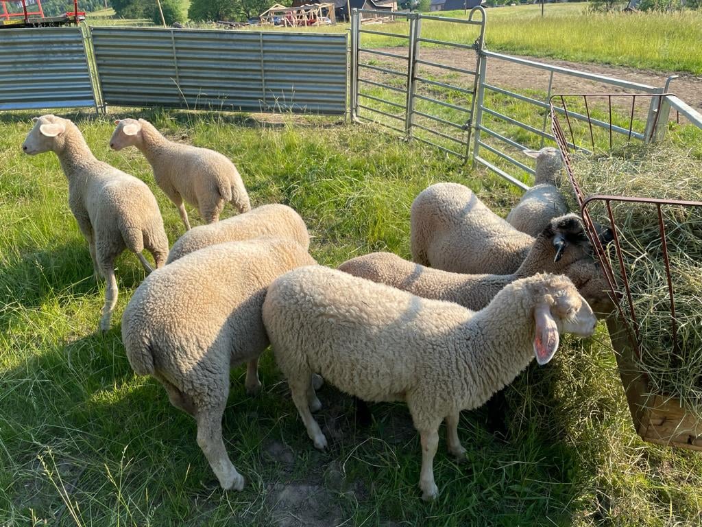 Hrčávka foto 2