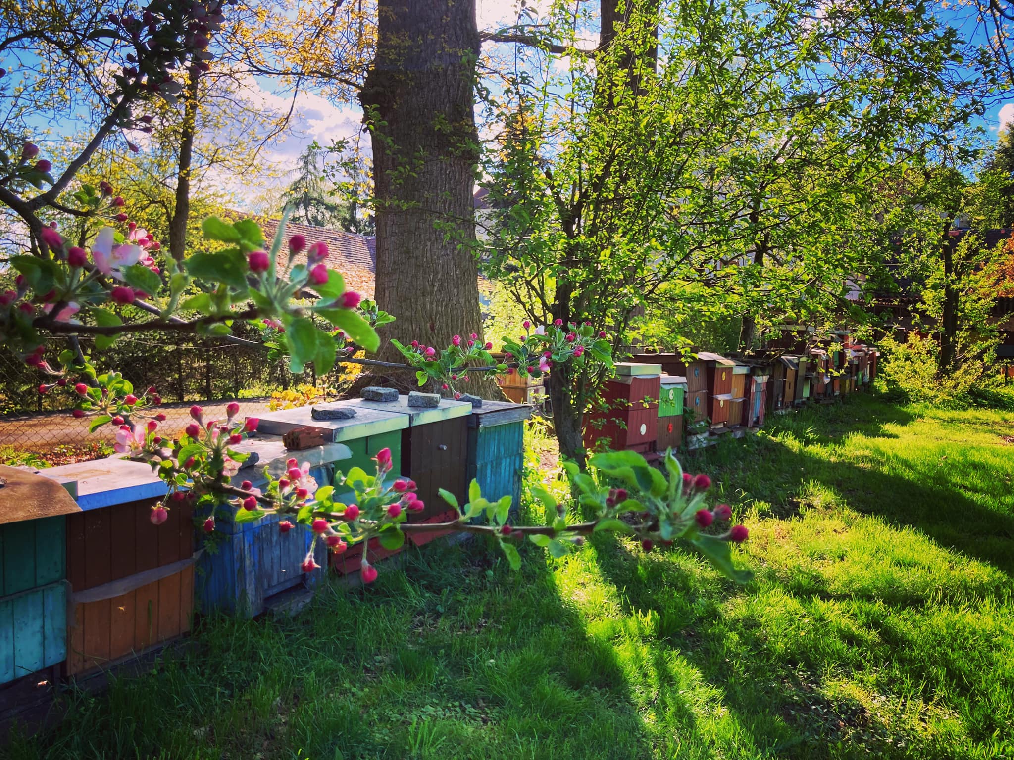 Med z roubenky - prodej medu od včelaře foto 3