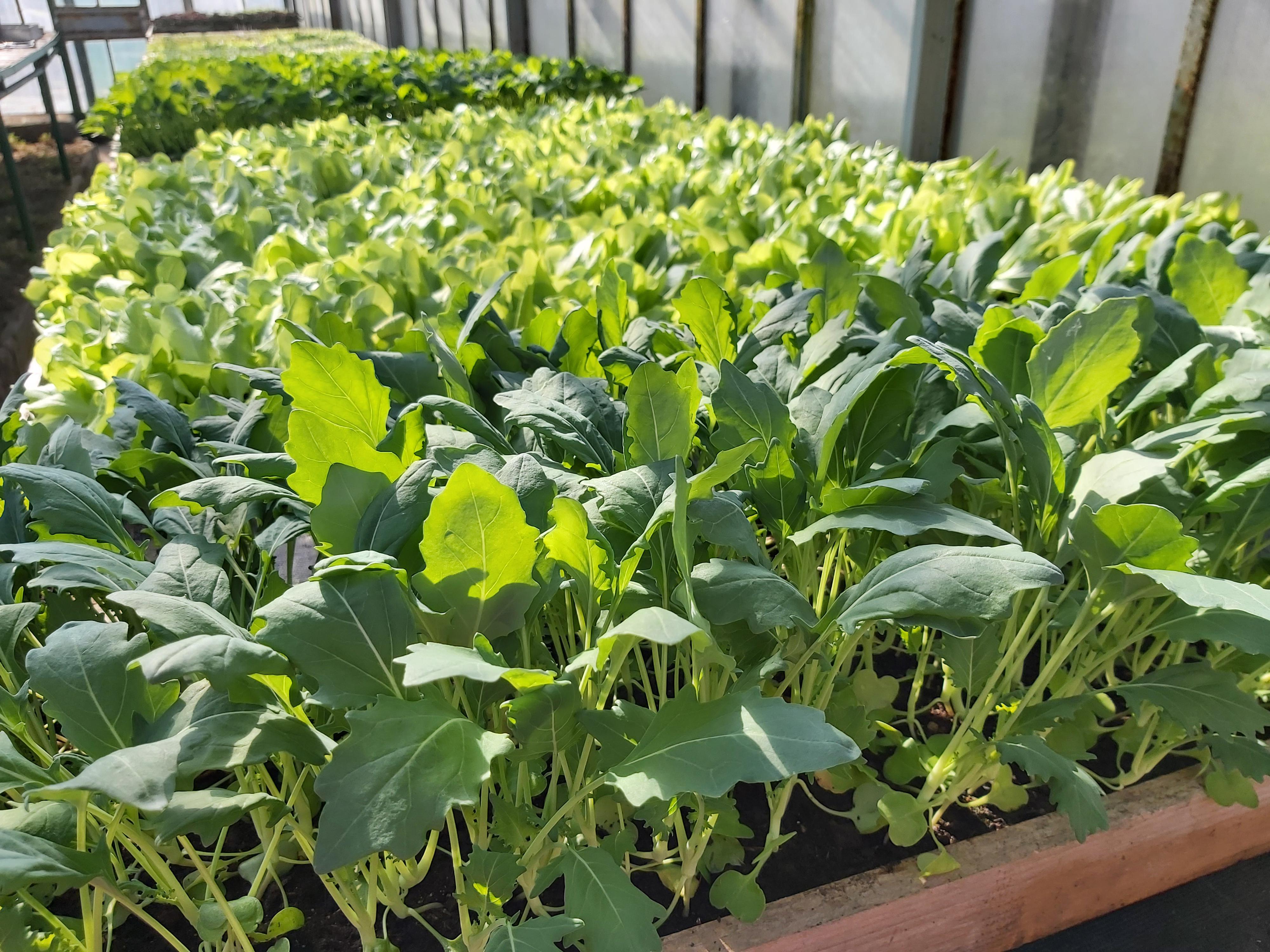 Zahradnictví Tesák foto 2