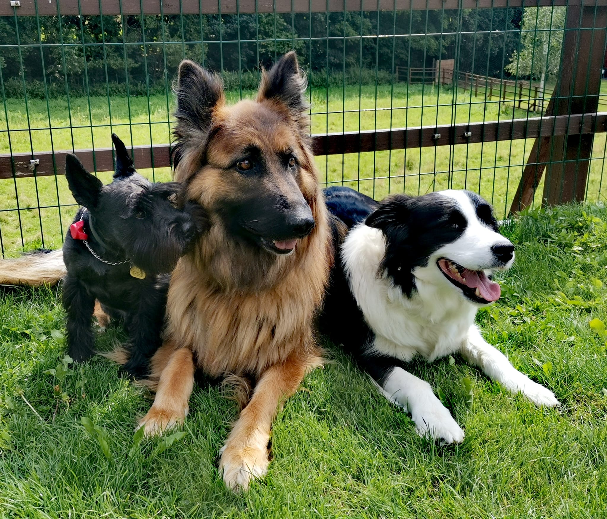 TLAPKOLAND - Psí hotel a školka foto 3