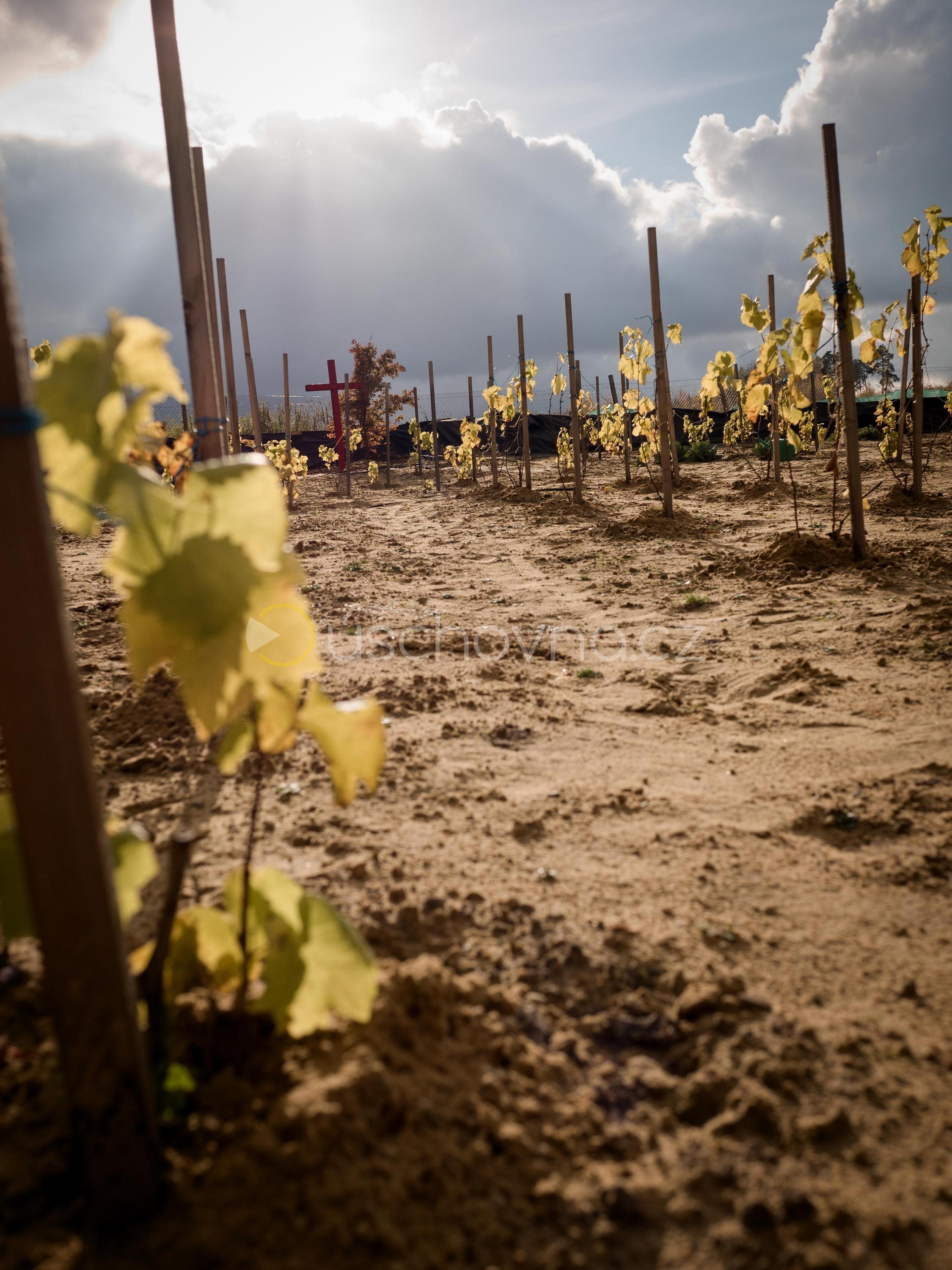 Vinohrad-smrkovy-tynec.cz foto 2