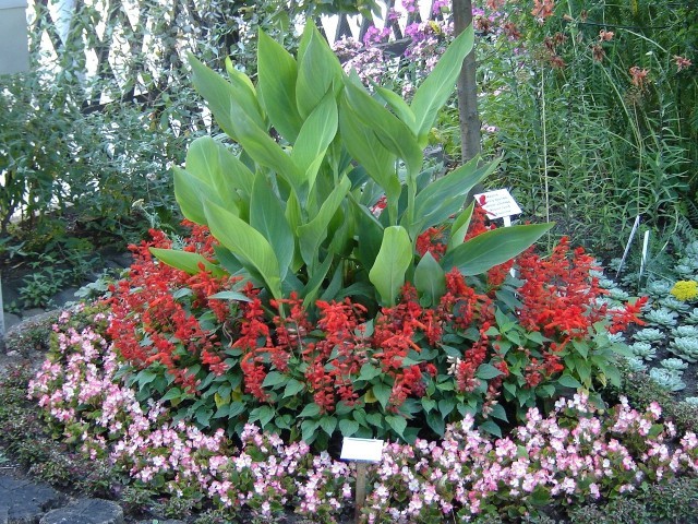 Botanická zahrada Přírodovědecké fakulty Masarykovy univerzity foto 4