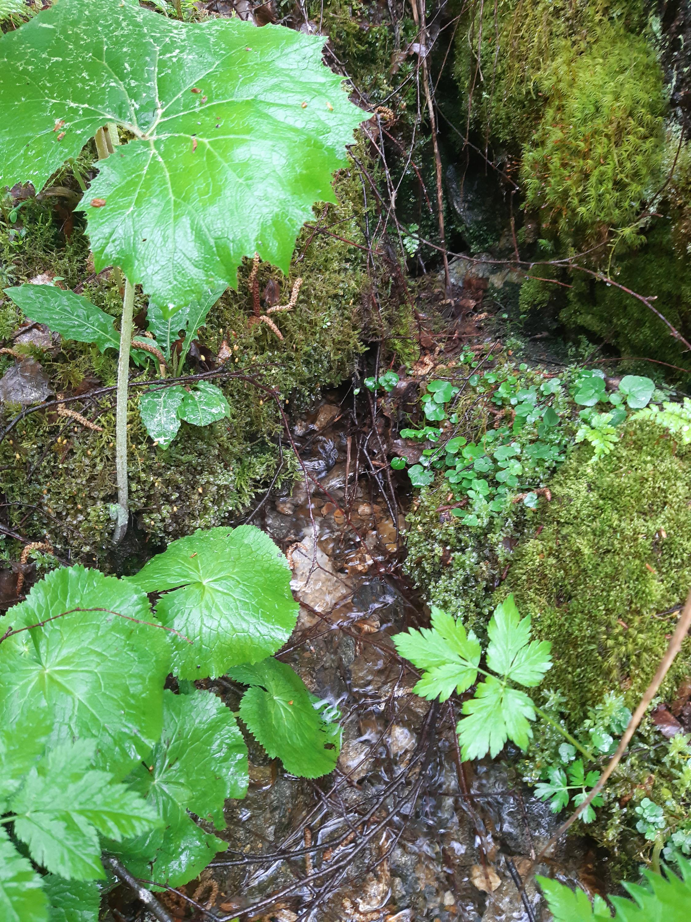 Ski areál Javorná foto 4