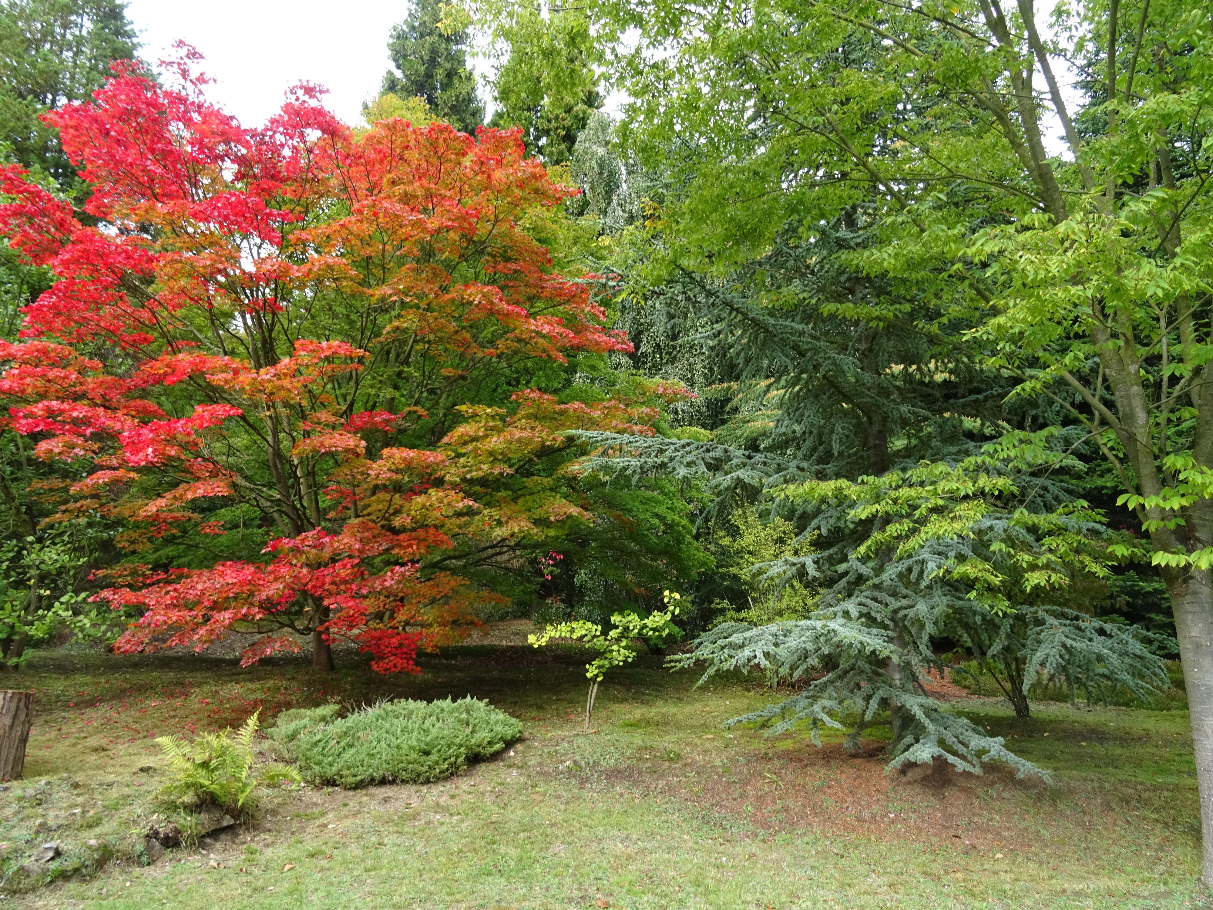 ČZU - Arboretum Fakulty lesnické a dřevařské