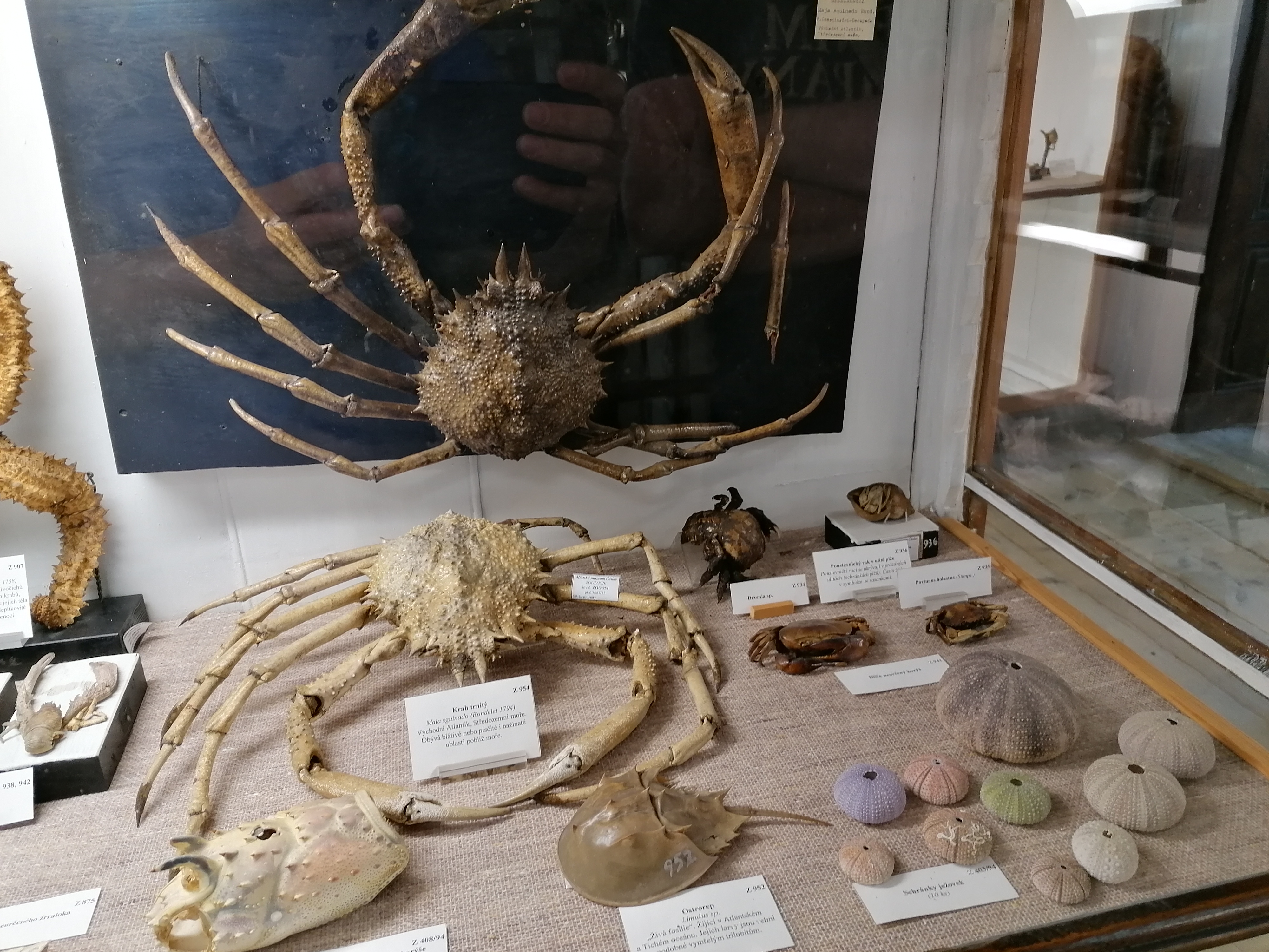 Městské muzeum a knihovna Čáslav foto 6