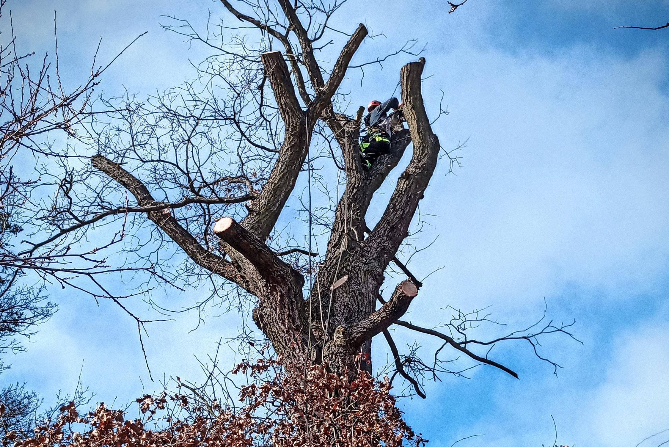 Rizikové kácení stromů - Jiří Mikolášek