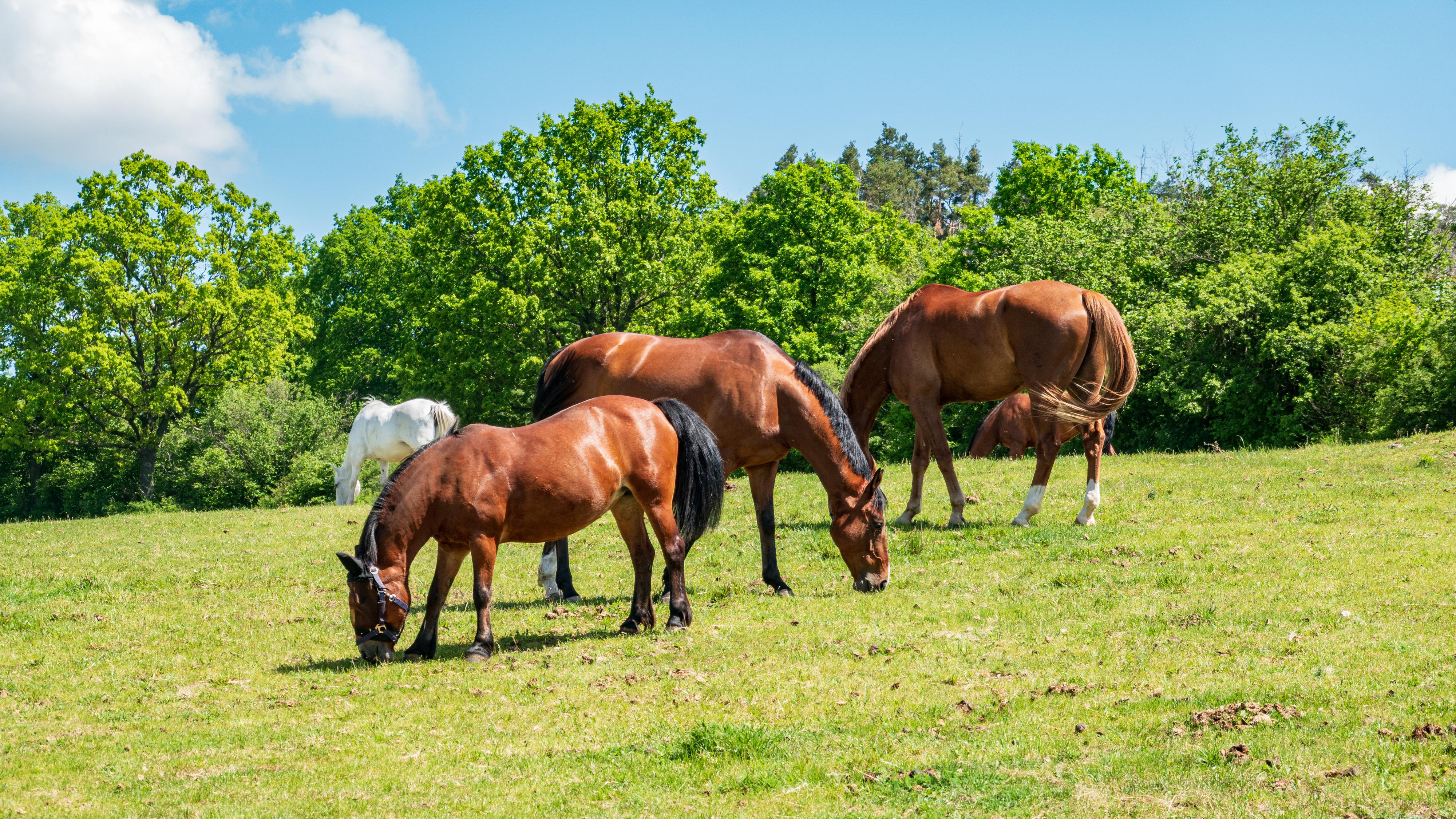 Jezdecký klub Nová Ves foto 6