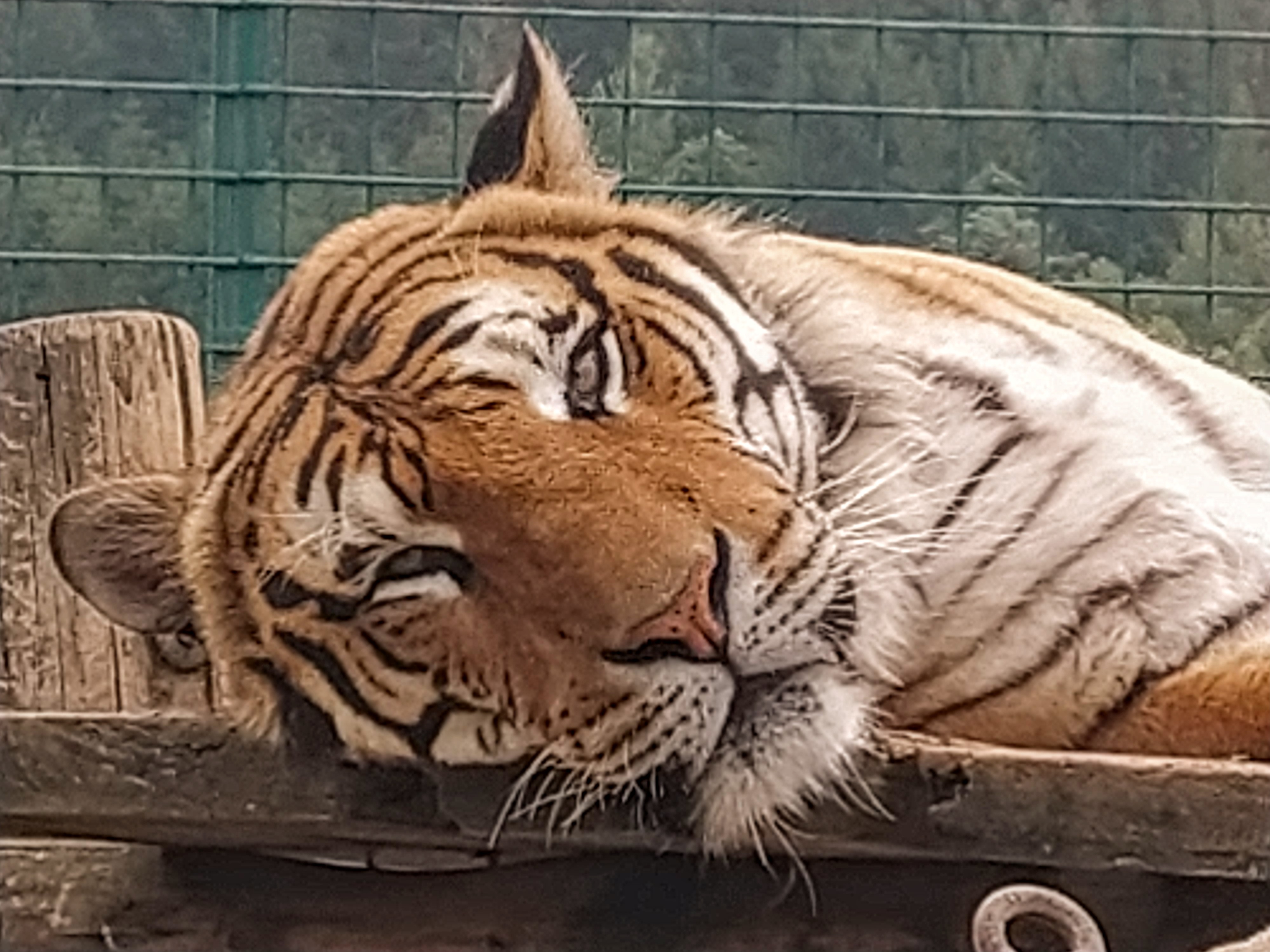 ZOO Faunapark foto 5