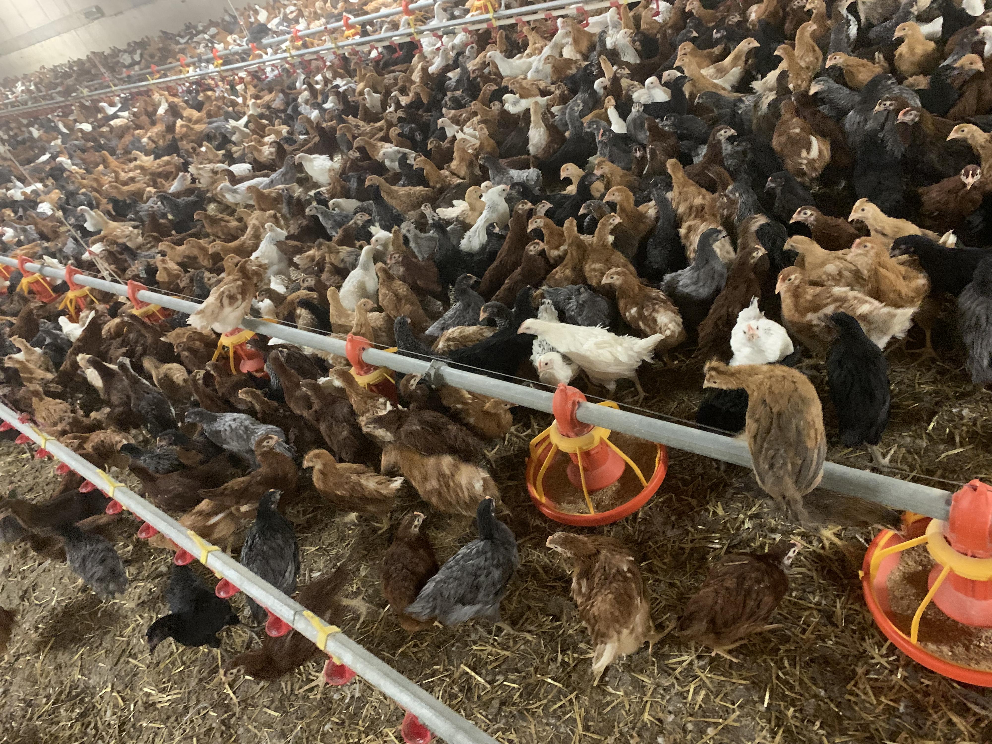 Bušta - odchov a prodej kuřic foto 5