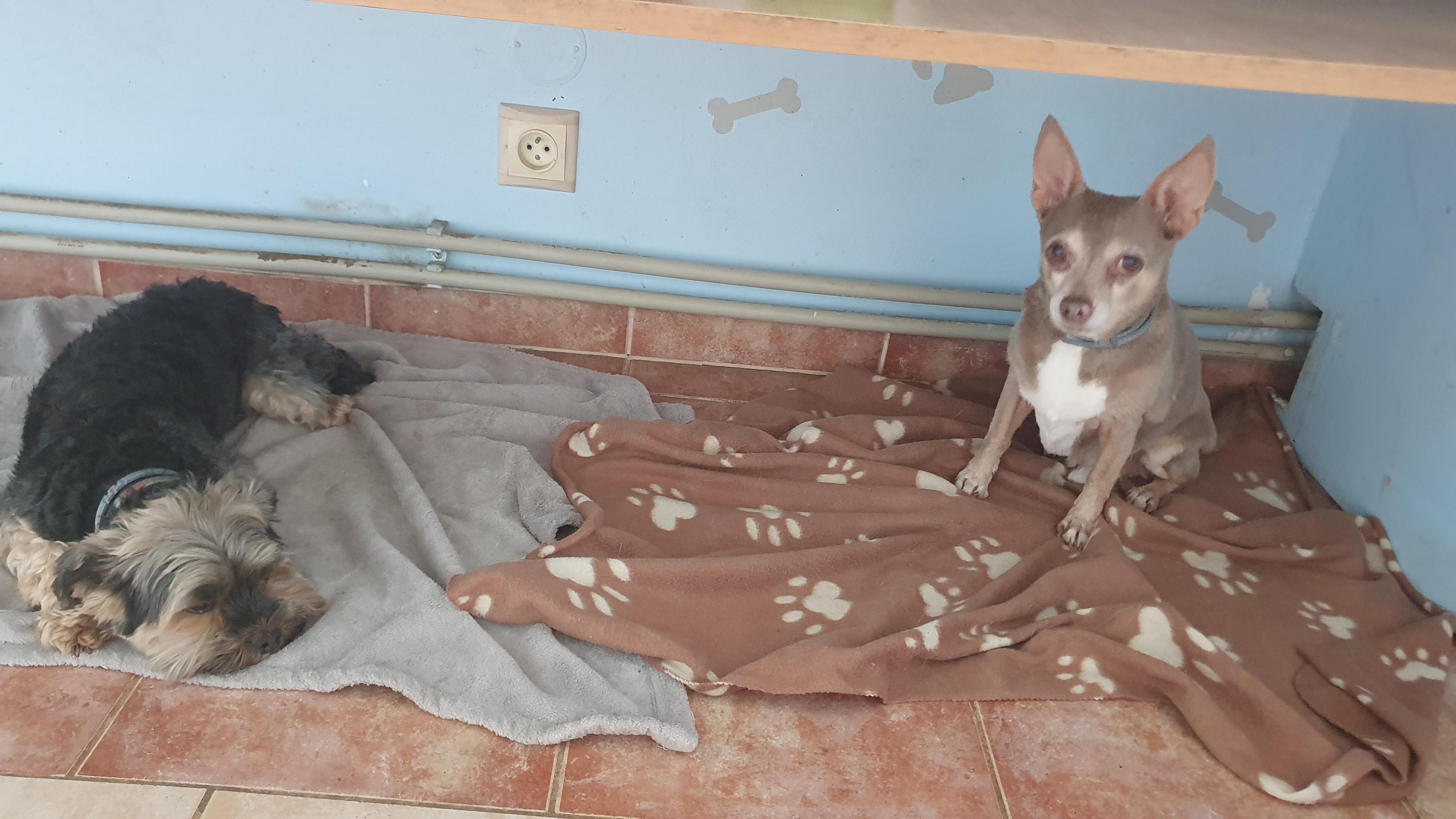 Psí školka a hotel MiMi foto 3