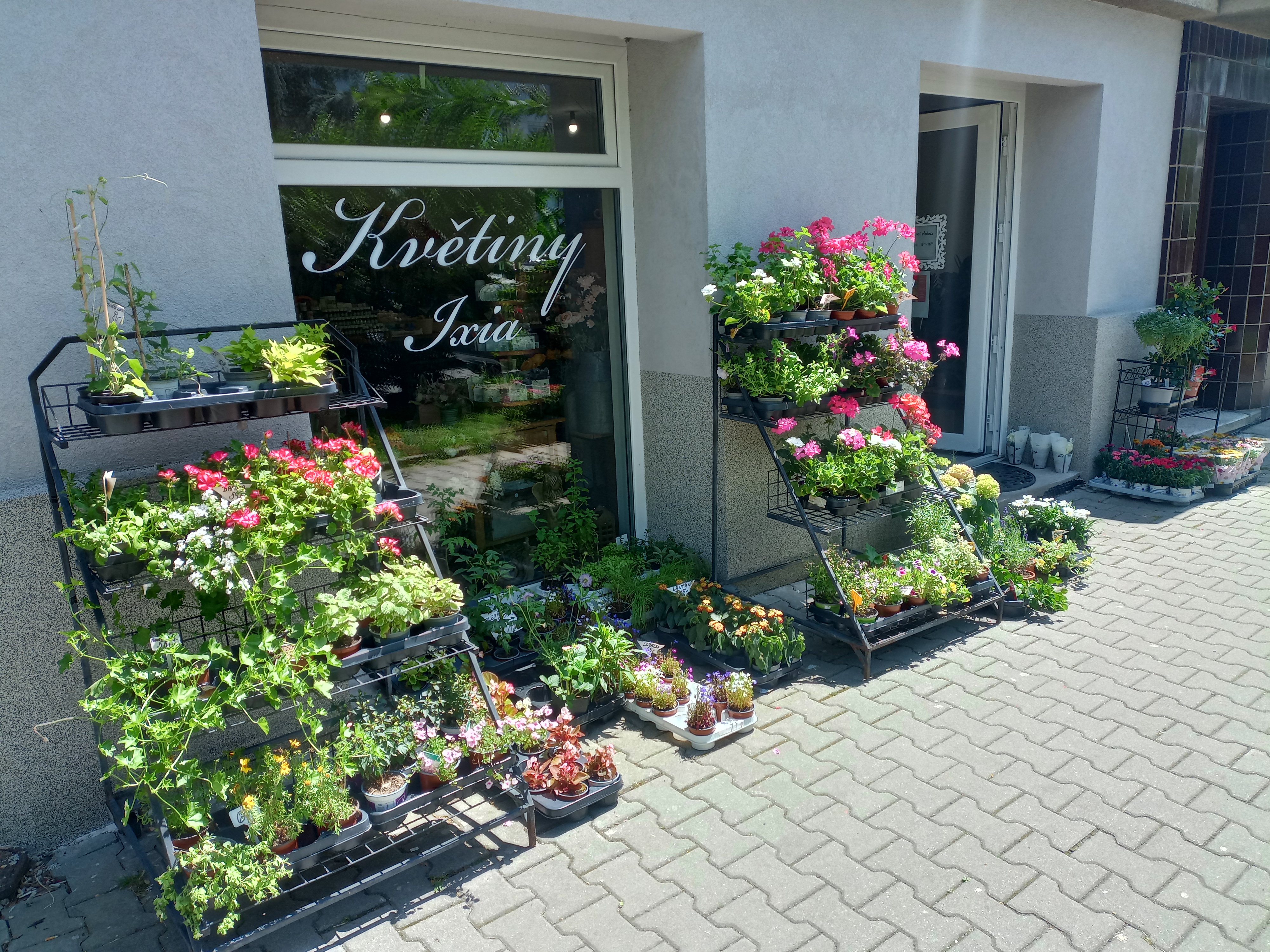 Květiny IXIA foto 2