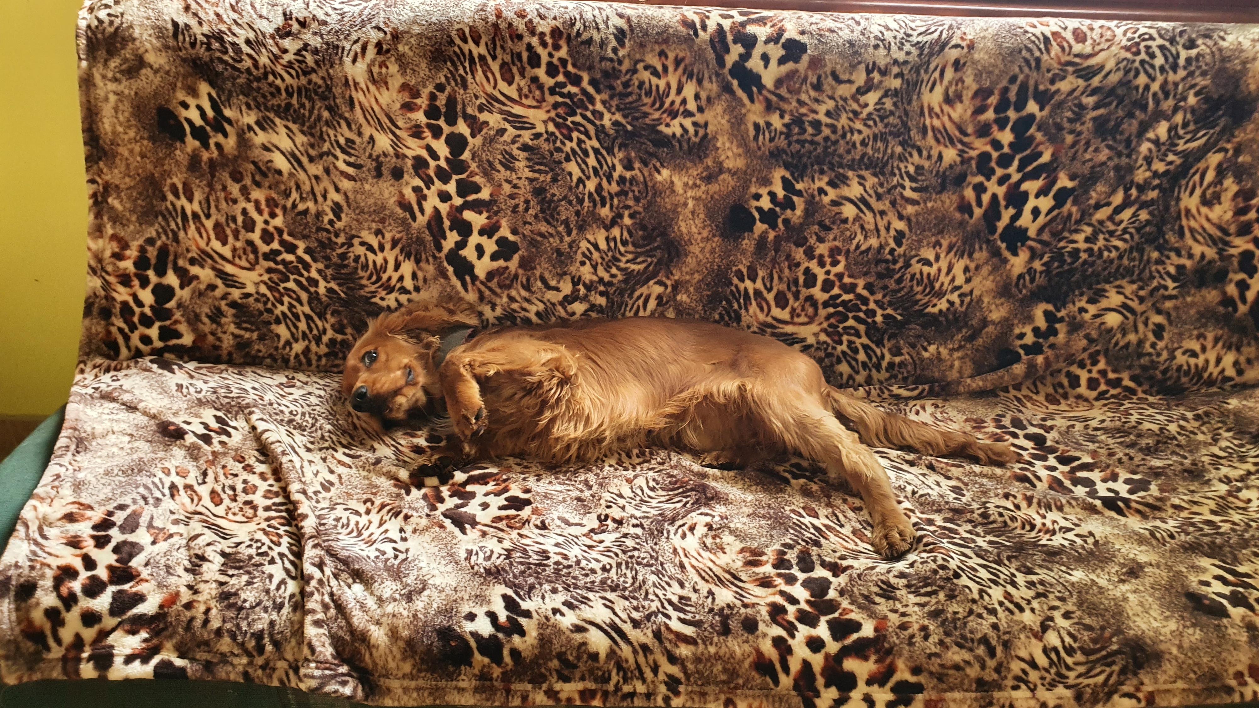 Psí školka a hotel MiMi foto 6