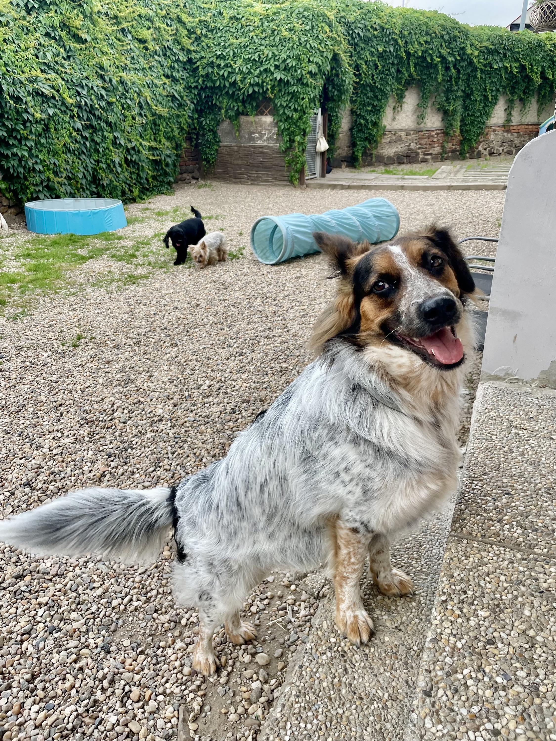 Psí školka a hotel - Edita Bartošová foto 2