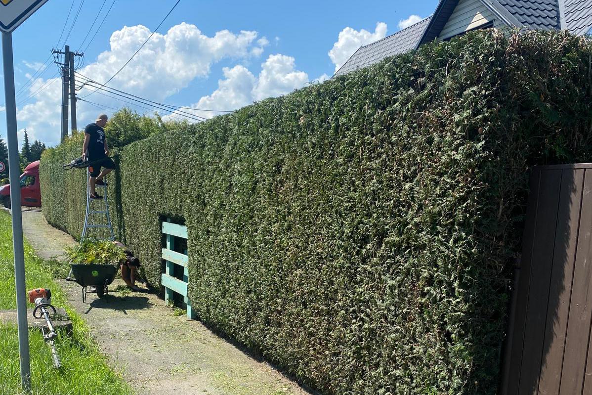 Stříhání živých plotů vč. odvozu - KaposGreen