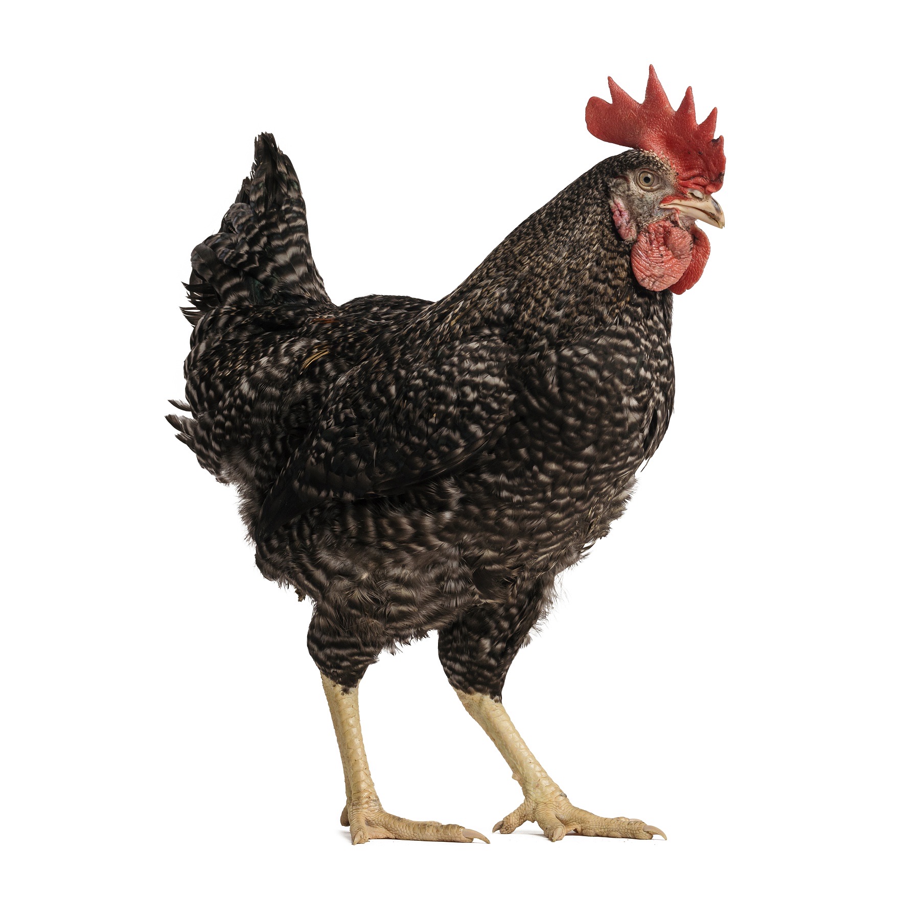 Prodej drůbeže a krmiv Jiří Gazda foto 3