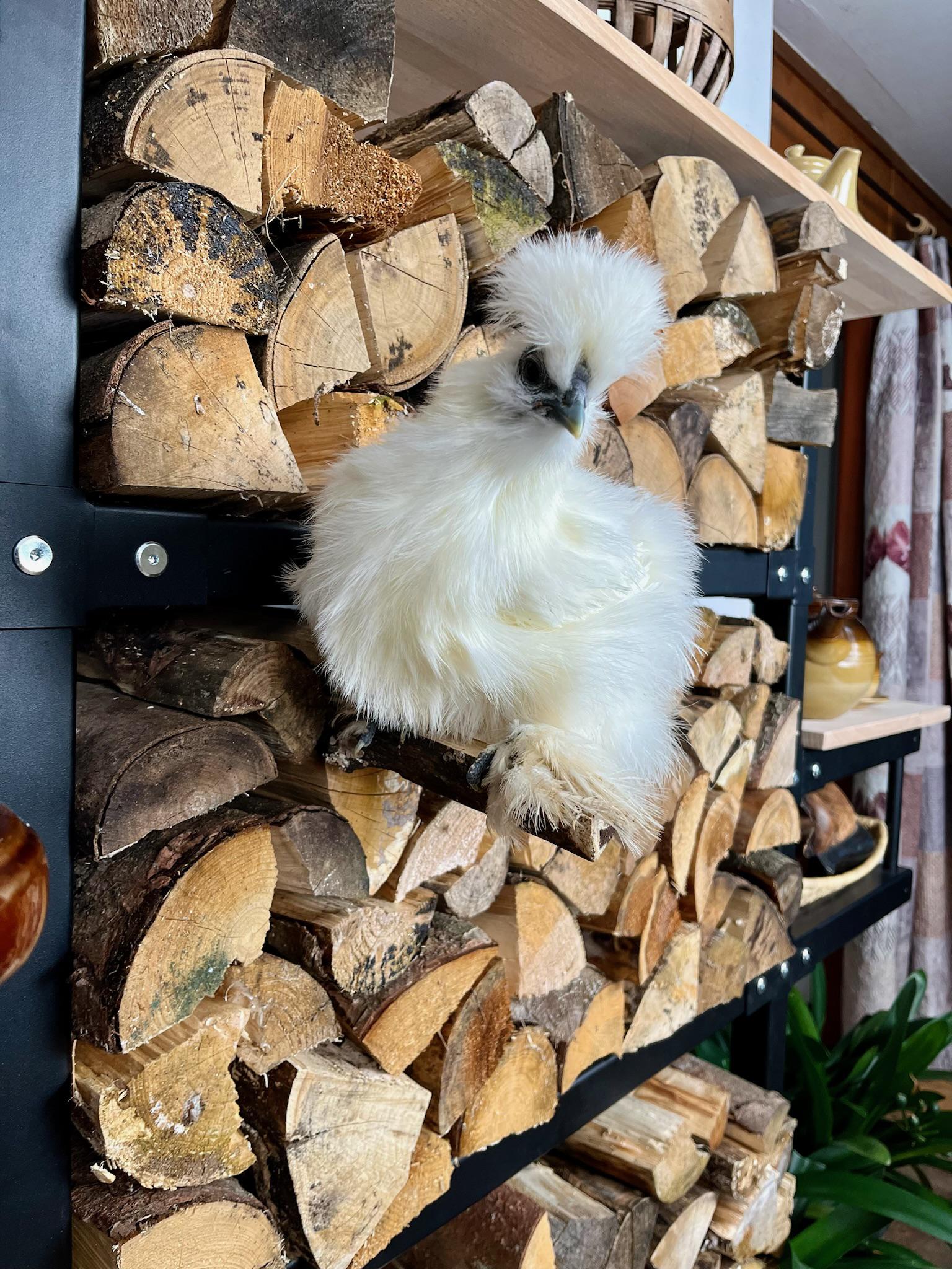 Dřevníkové stěny foto 5